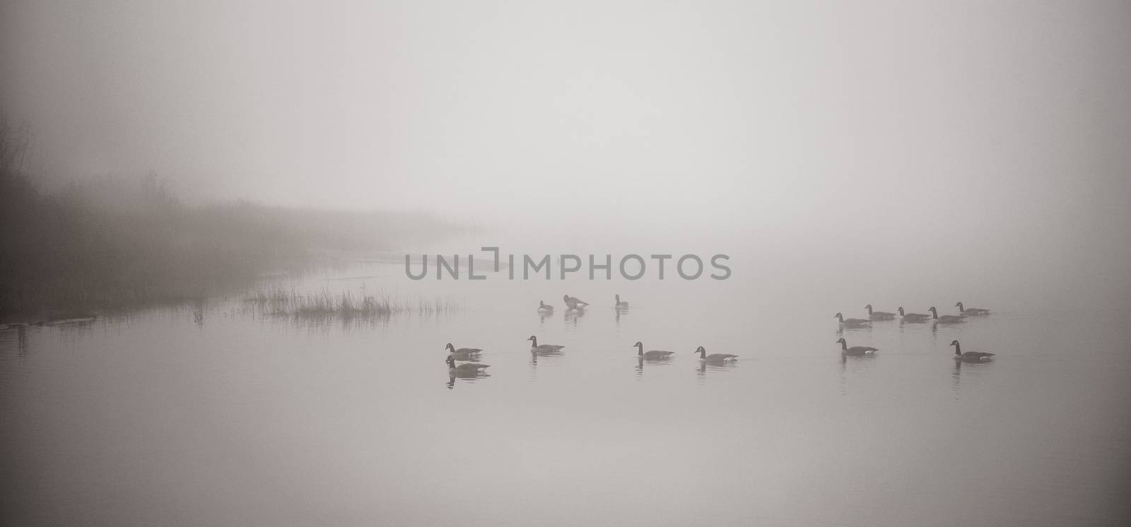 A gaggle of Canadian geese  navigating a heavy November fog and waters on their way south.