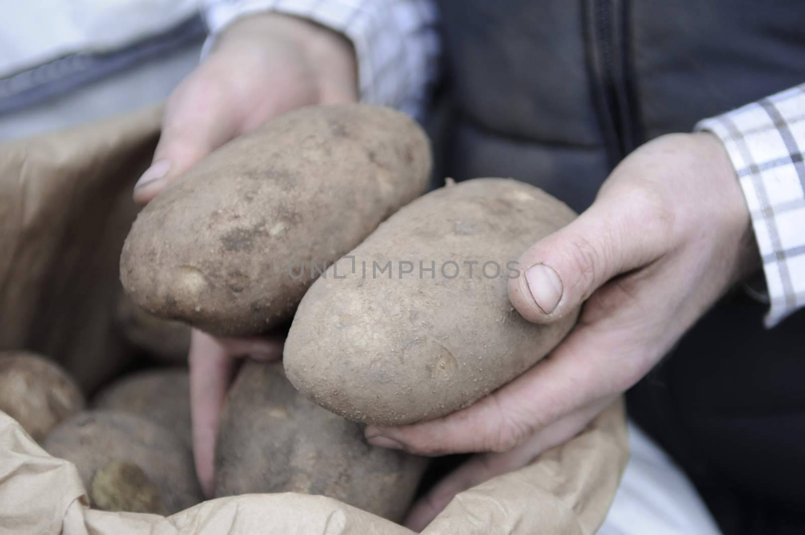fresh harvested potatoes