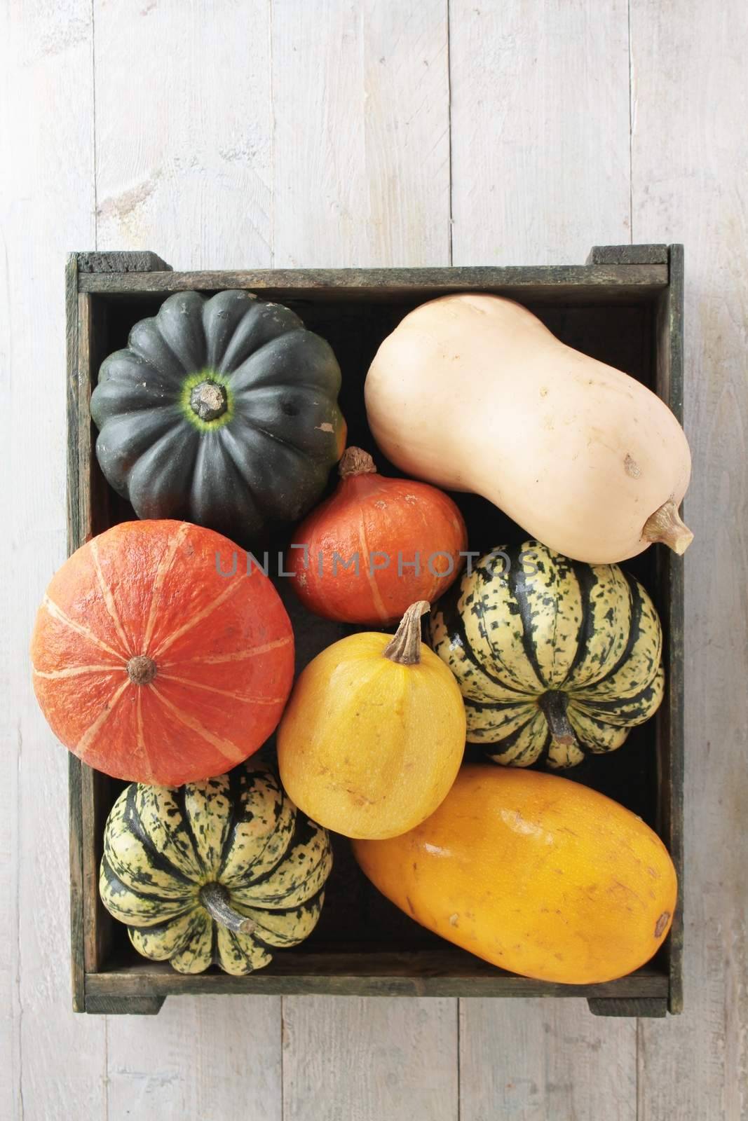 squash vegetable selection
