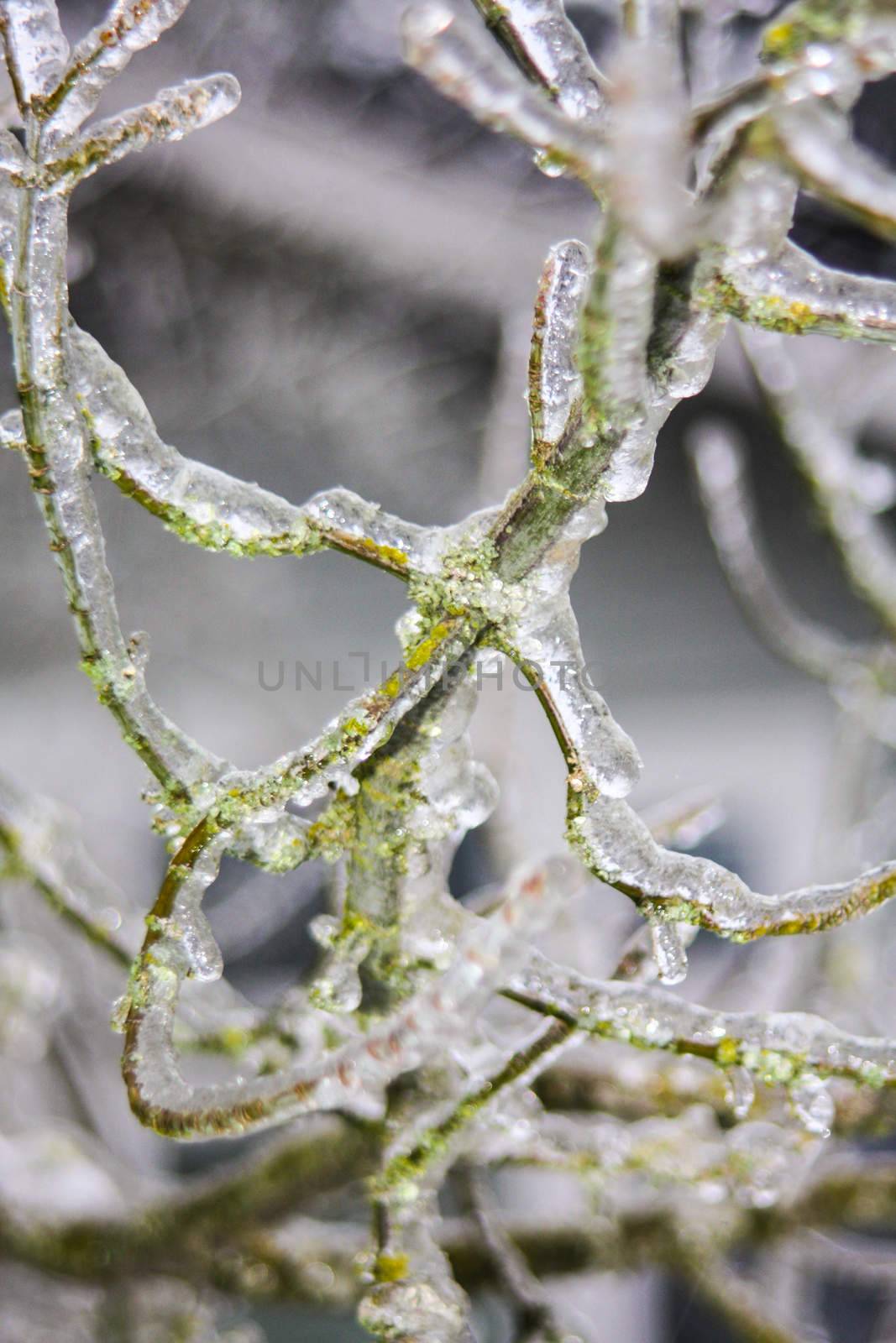 Frozen tree branches by johnborda
