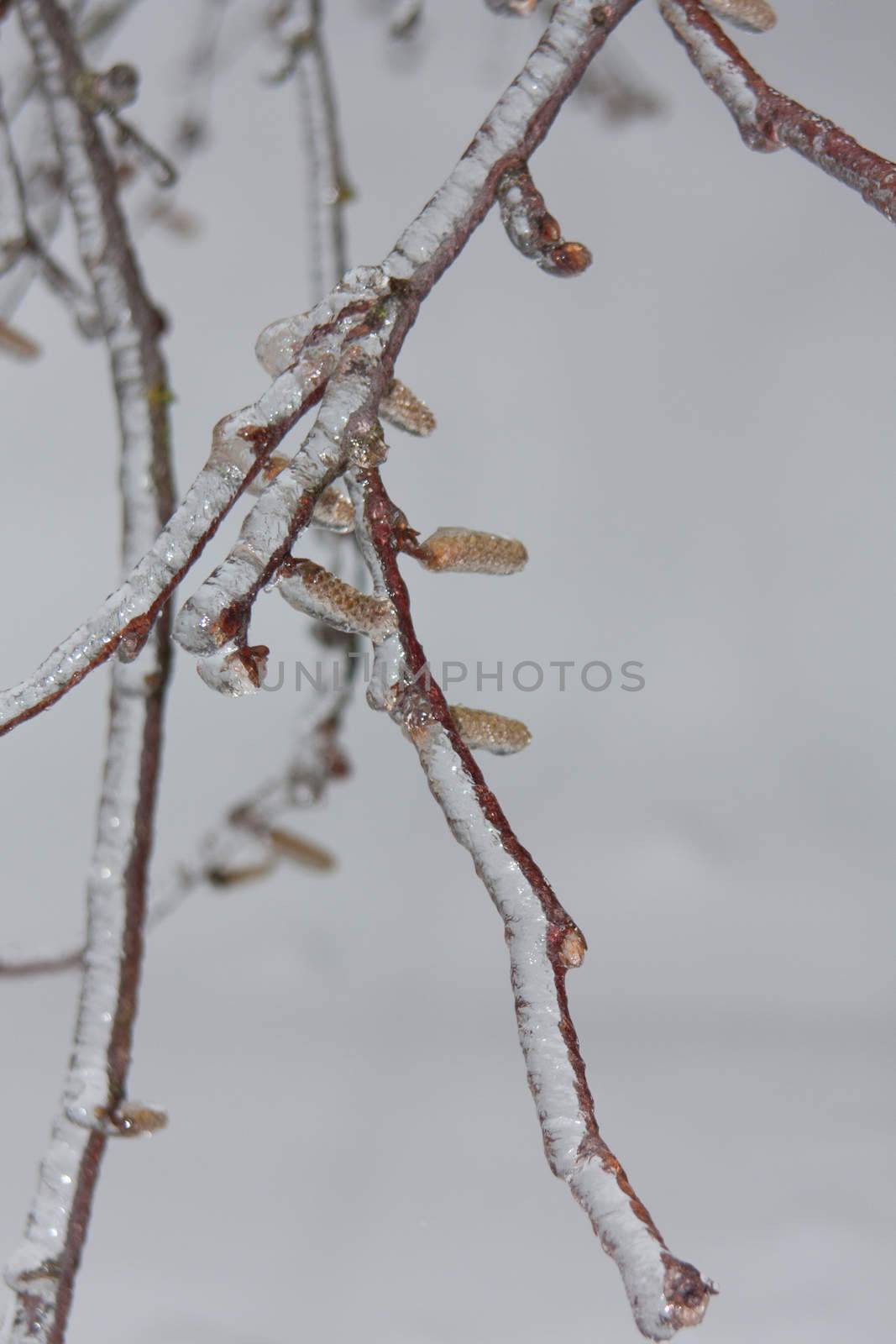 Frozen tree branches