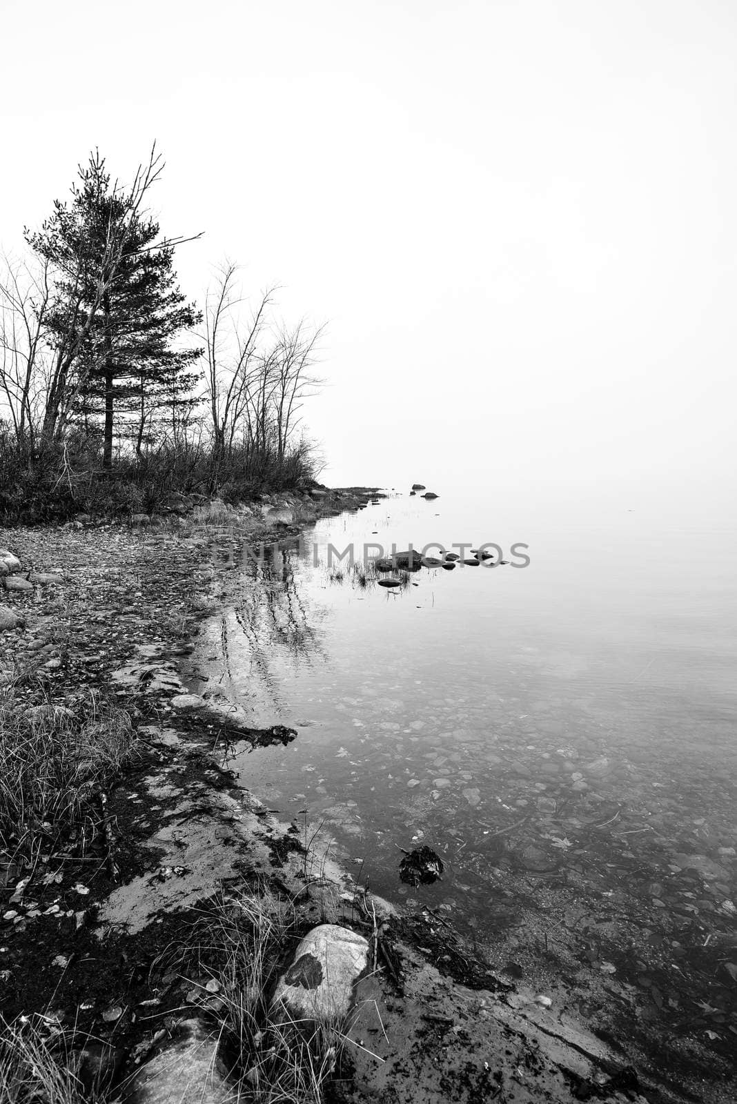 Thick dense fog enveloping Ottawa River shoreline - trees silhouetted by bright diffusion, mid-morning sunrise.