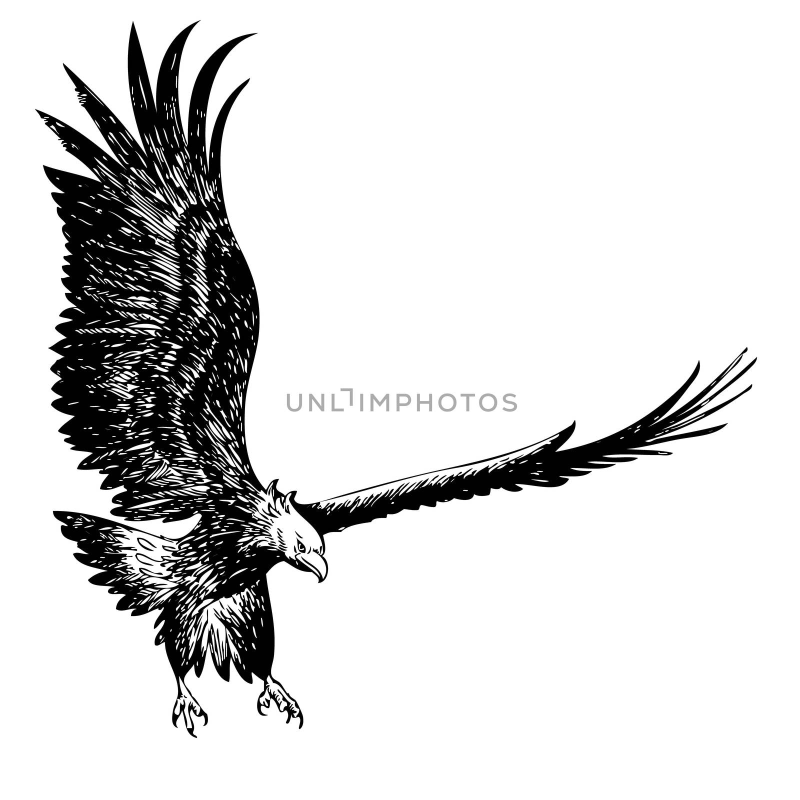 freehand sketch illustration of flying, fighting eagle hand drawn on white background