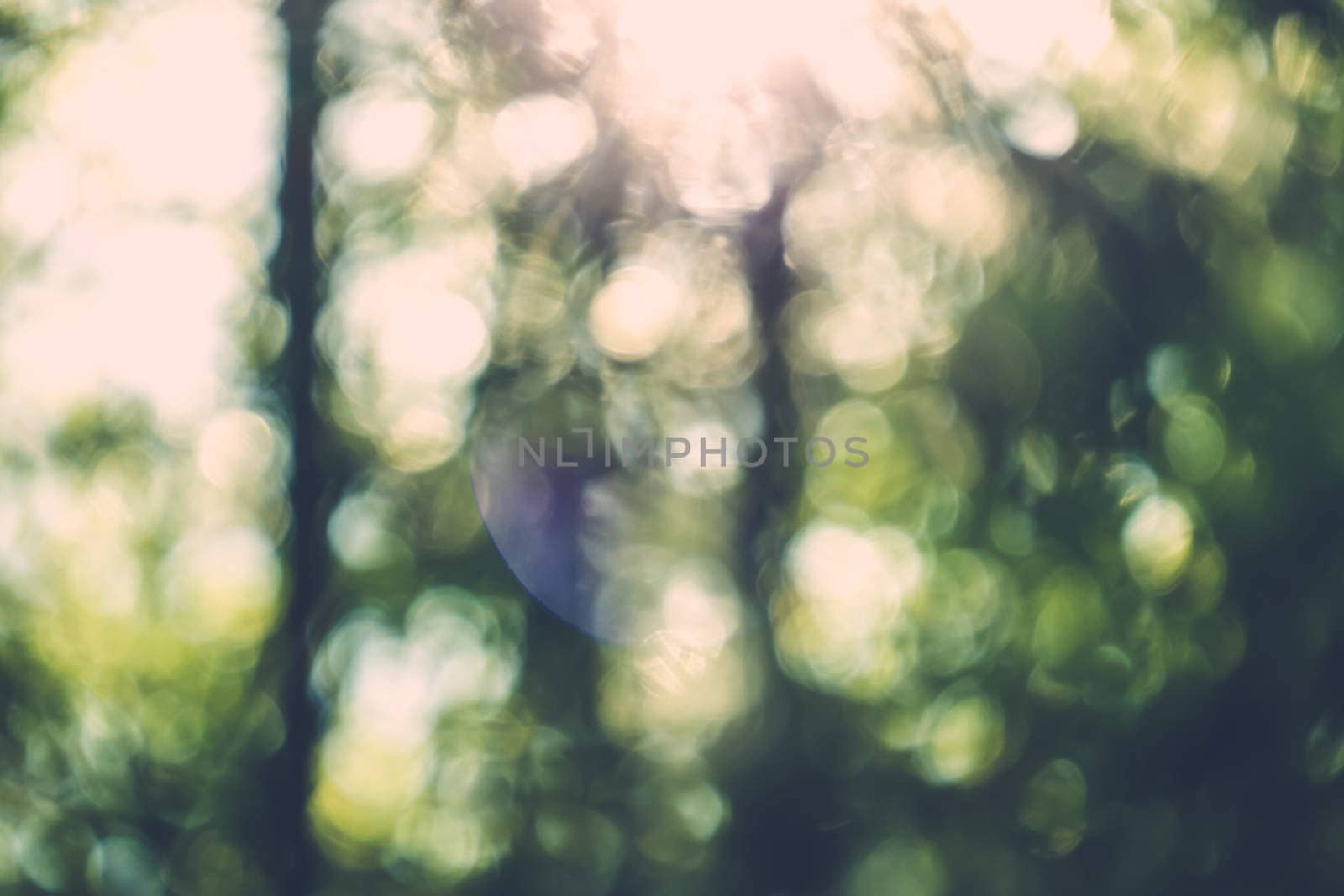 abstract natural blur background, defocused leaves, bokeh, nature background