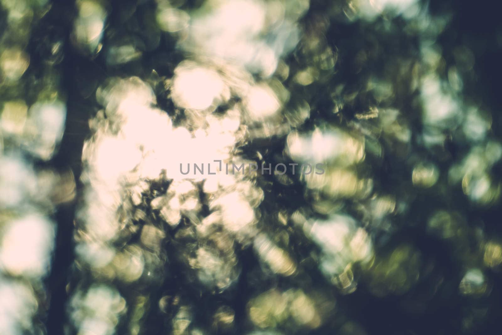 abstract natural blur background, defocused leaves, bokeh by teerawit