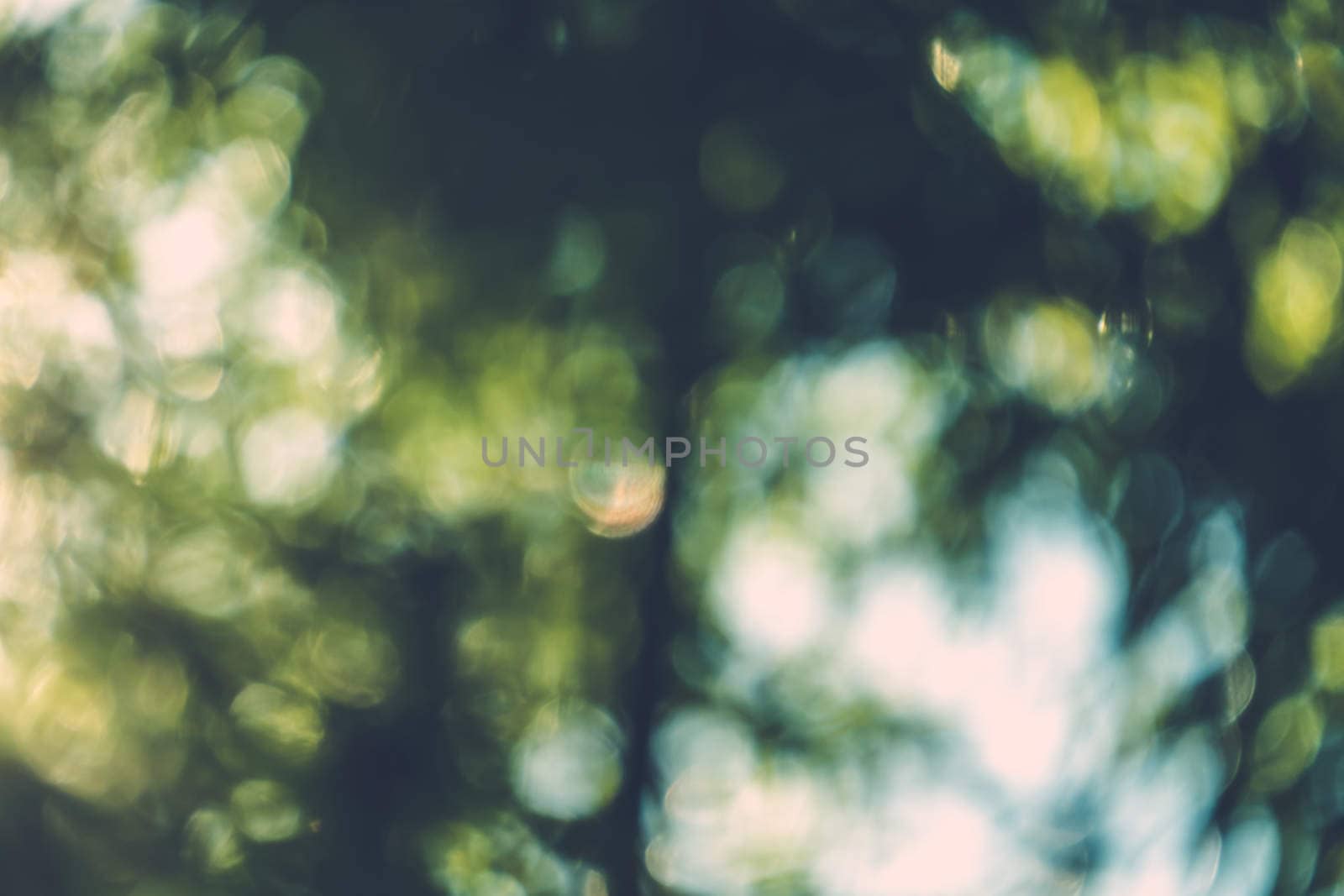 abstract natural blur background, defocused leaves, bokeh by teerawit