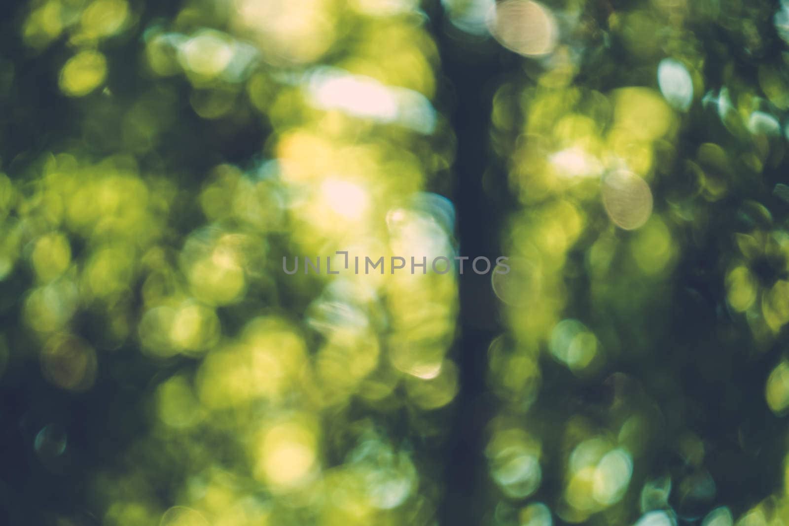 abstract natural blur background, defocused leaves, bokeh by teerawit