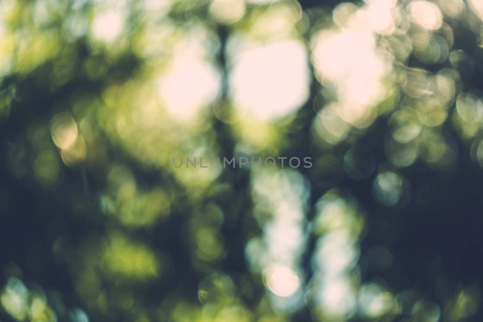 abstract natural blur background, defocused leaves, bokeh by teerawit