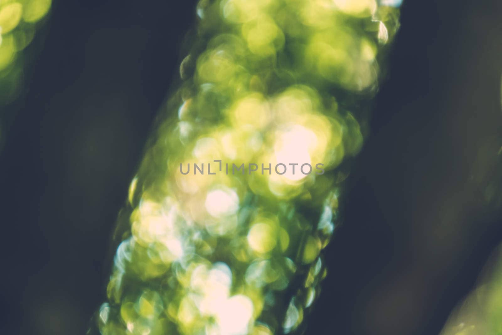 abstract natural blur background, defocused leaves, bokeh, nature background