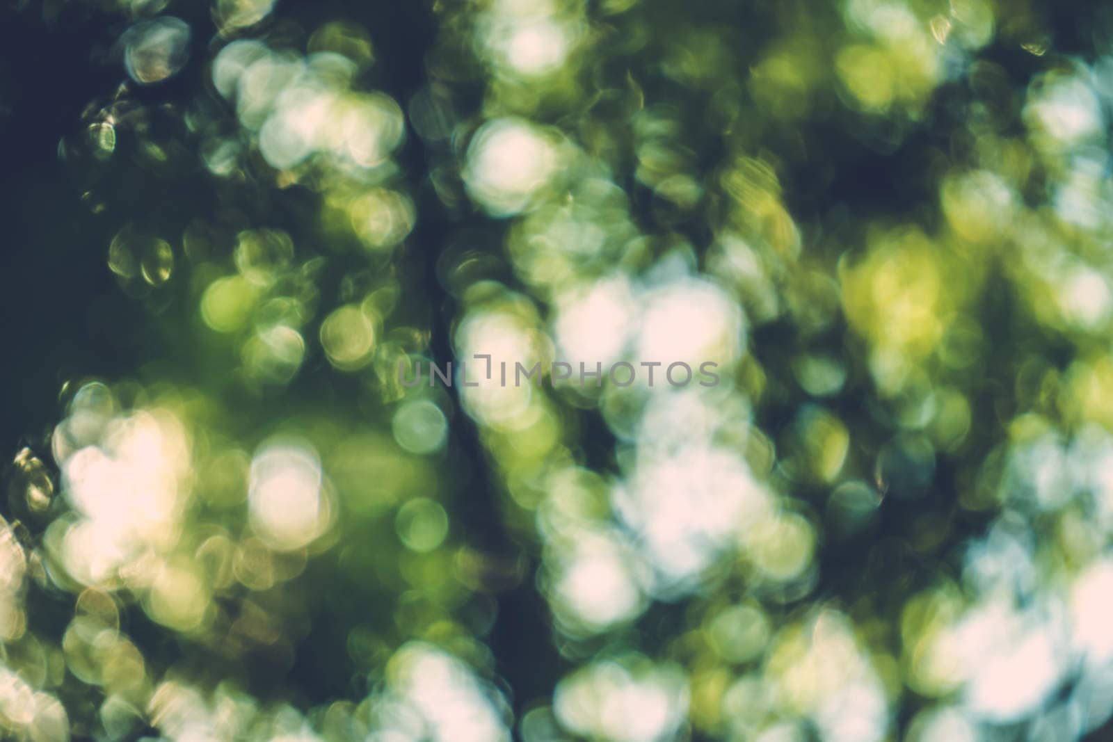 abstract natural blur background, defocused leaves, bokeh by teerawit