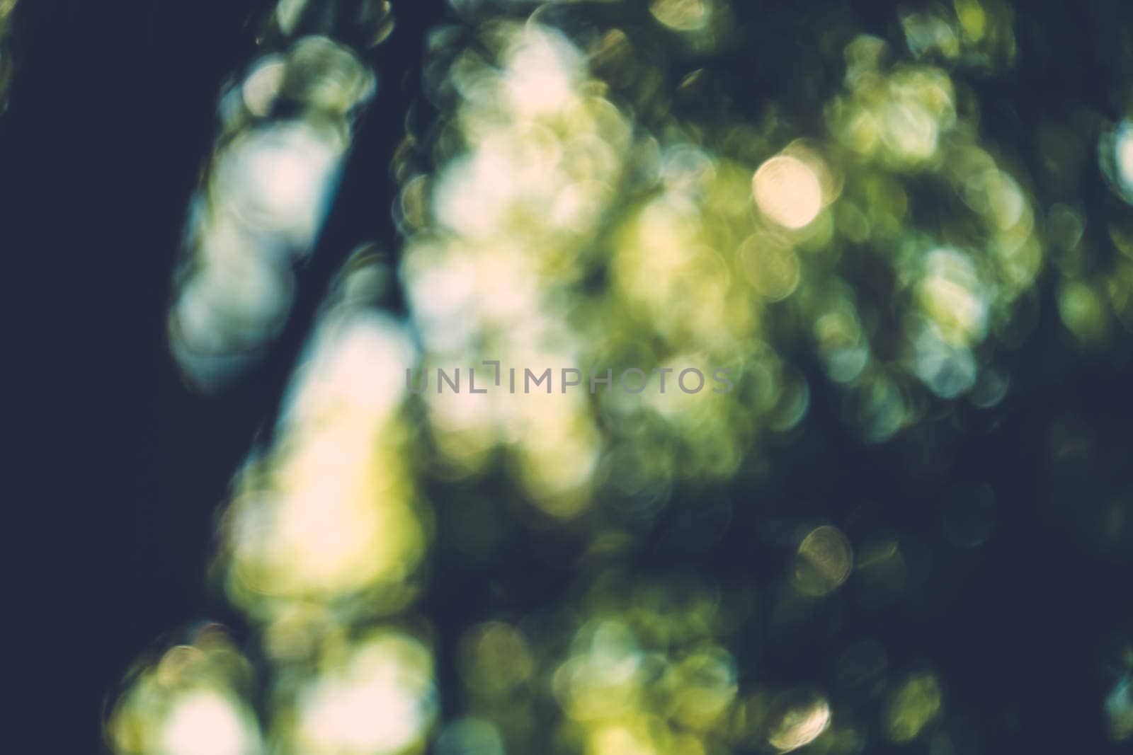 abstract natural blur background, defocused leaves, bokeh by teerawit