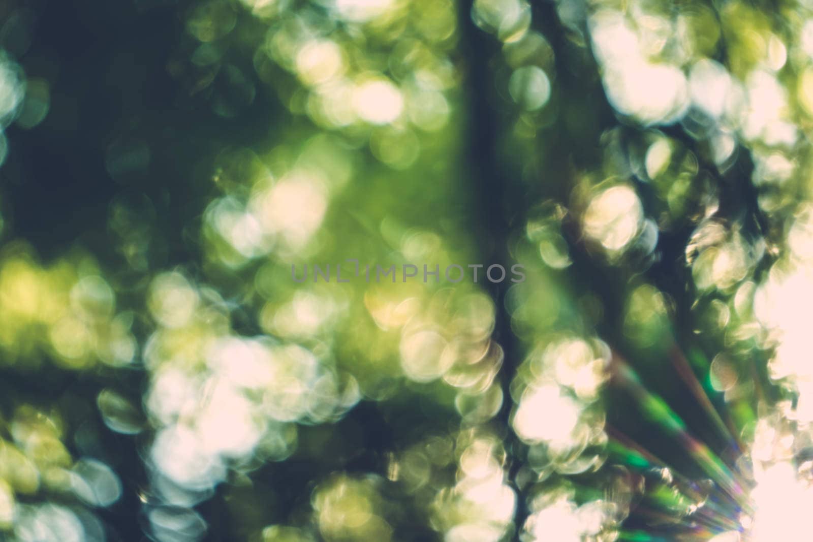 abstract natural blur background, defocused leaves, bokeh, nature background