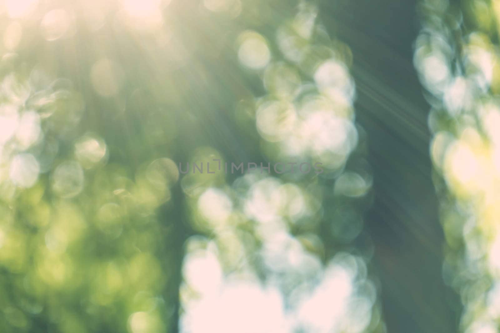 abstract natural blur background, defocused leaves, bokeh by teerawit