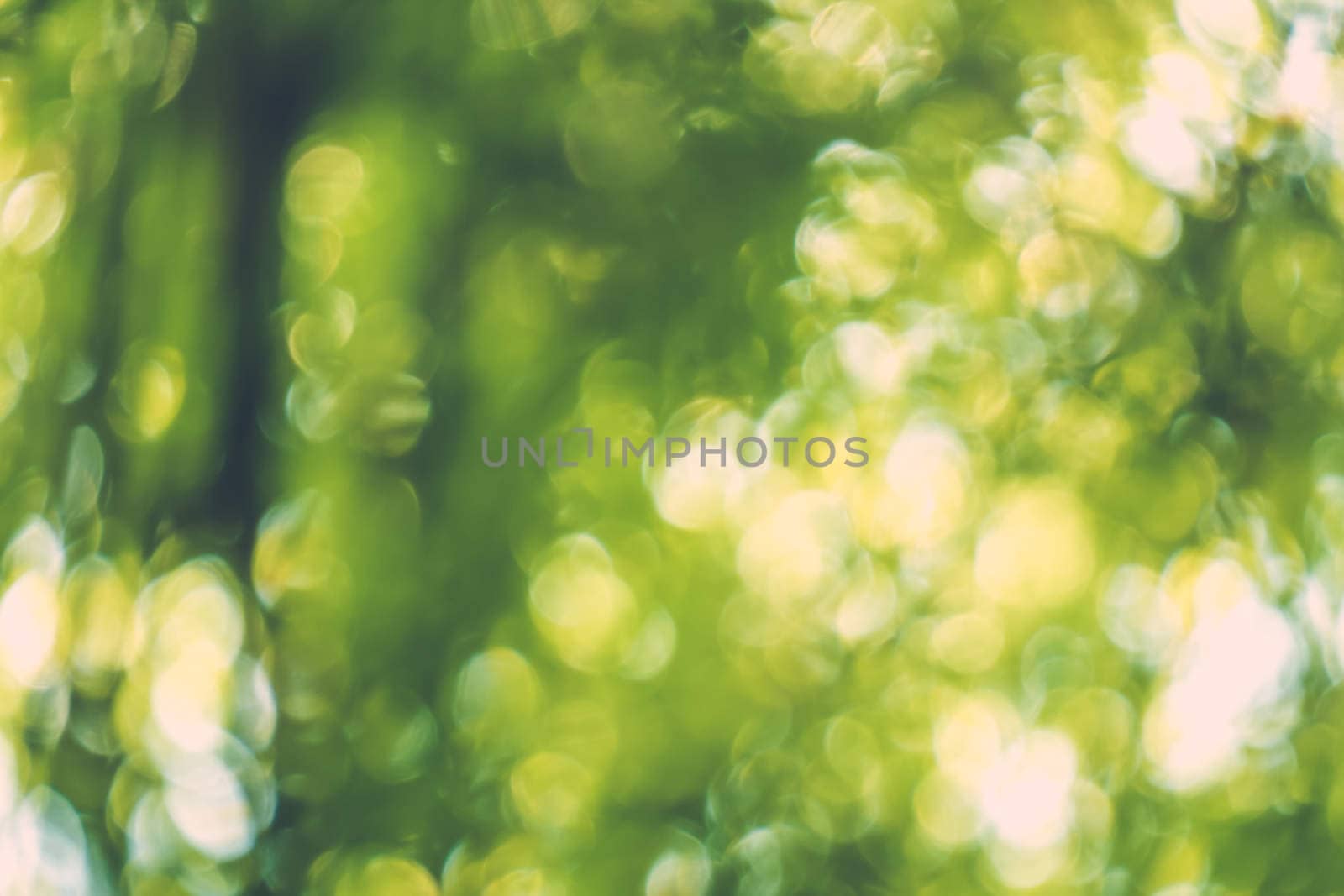 abstract natural blur background, defocused leaves, bokeh by teerawit