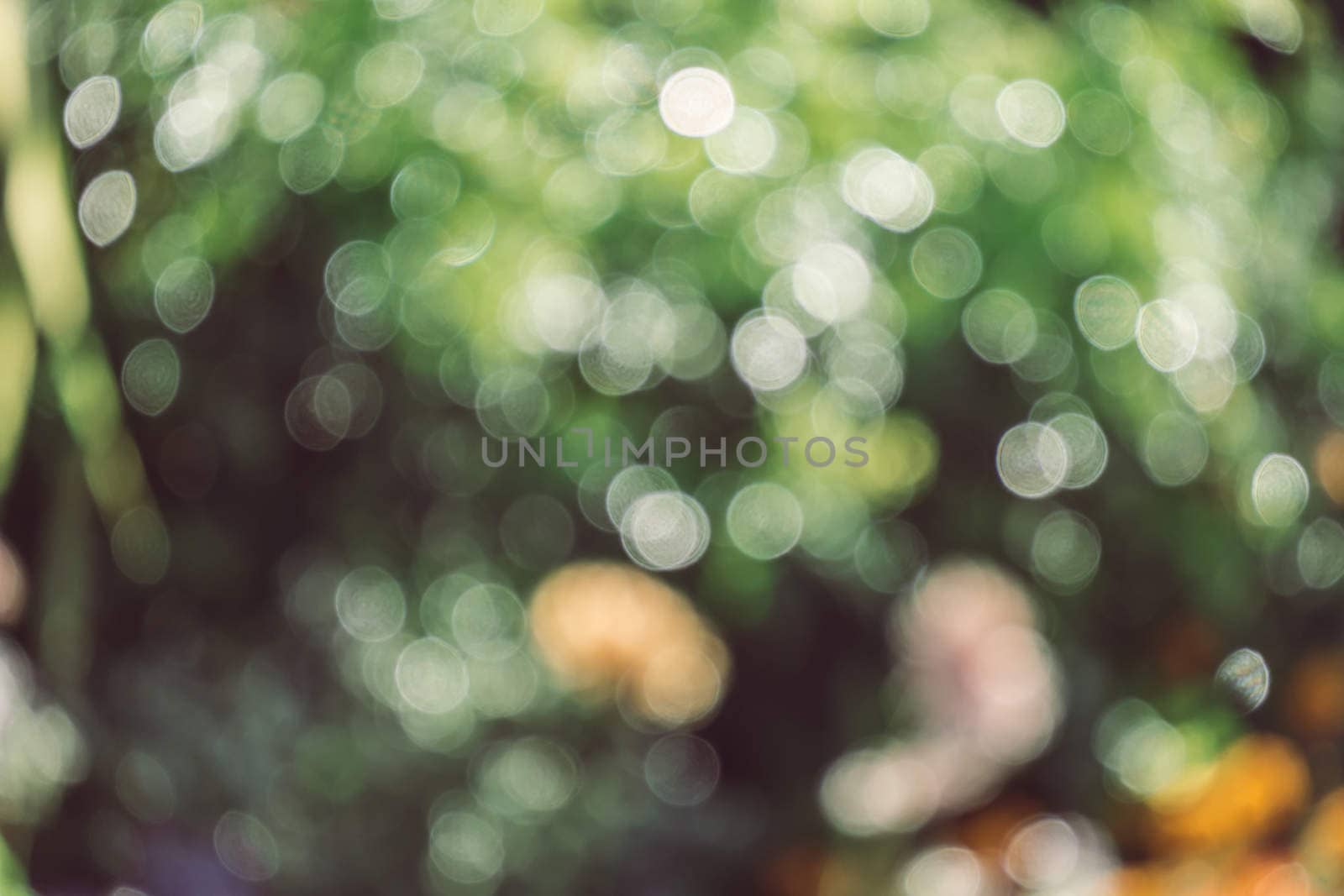 abstract natural blur background, defocused leaves, bokeh by teerawit