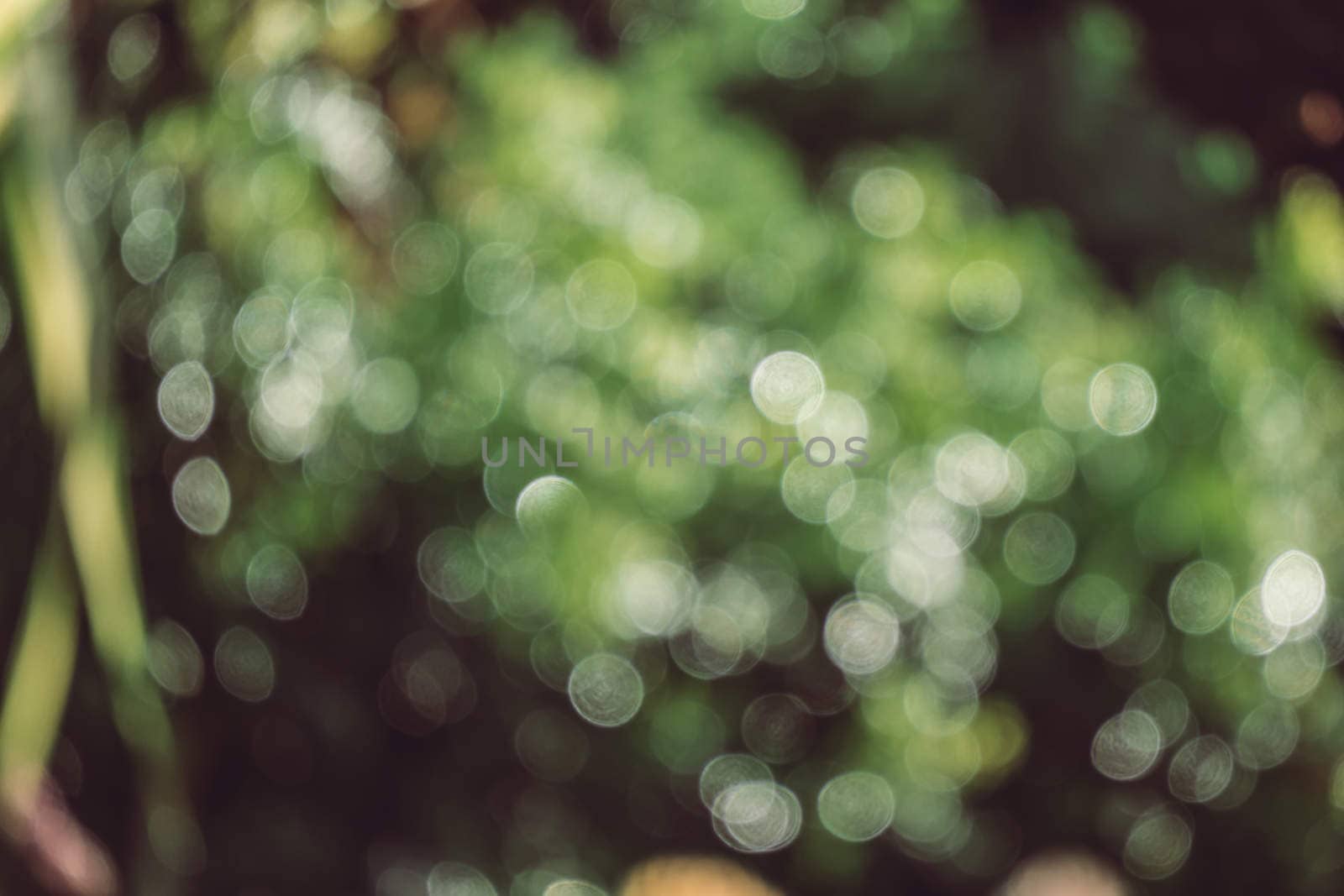 abstract natural blur background, defocused leaves, bokeh by teerawit