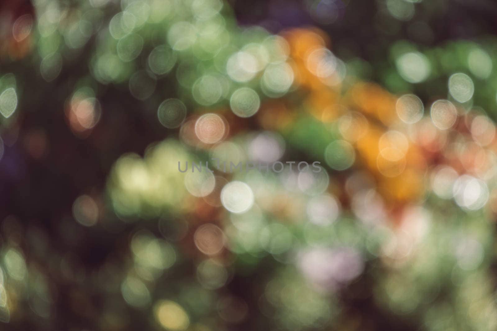 abstract natural blur background, defocused leaves, bokeh, nature background