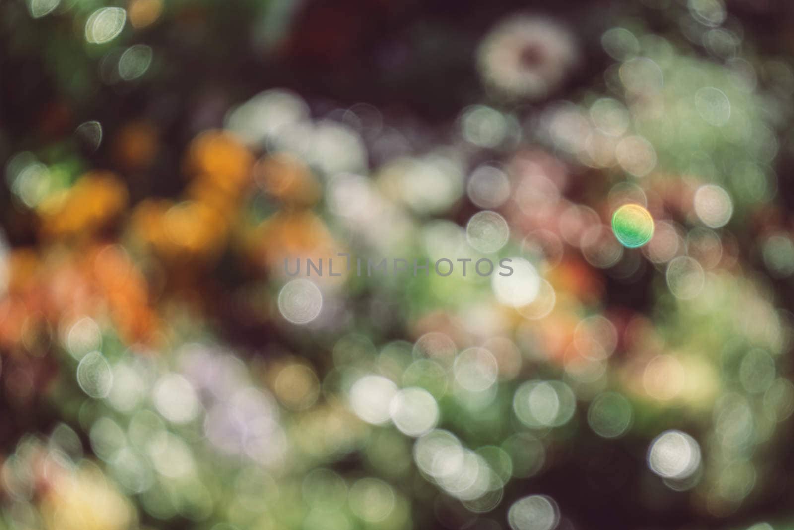 abstract natural blur background, defocused leaves, bokeh by teerawit