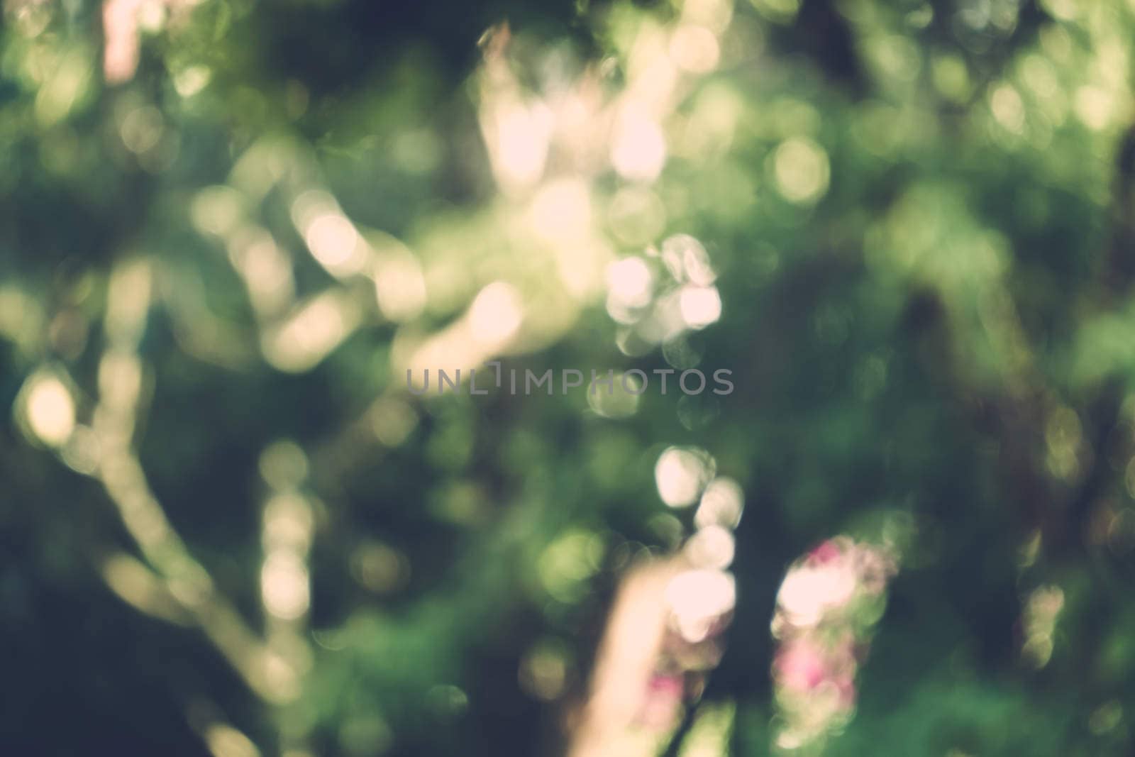 abstract natural blur background, defocused leaves, bokeh by teerawit