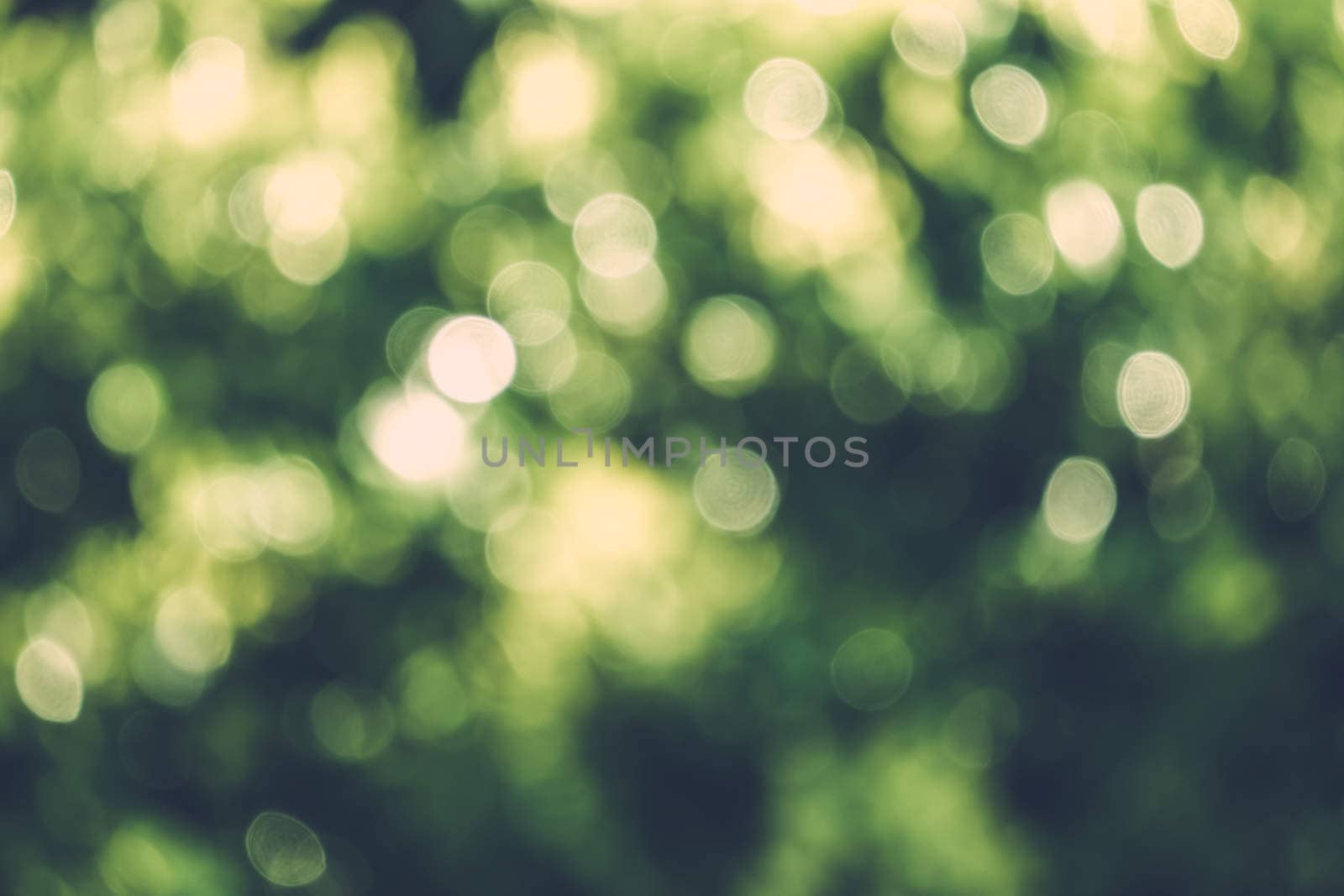 abstract natural blur background, defocused leaves, bokeh by teerawit