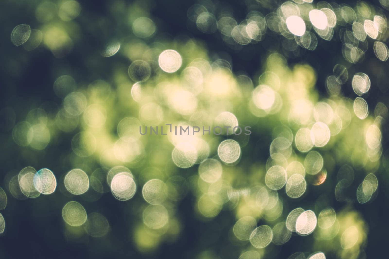 abstract natural blur background, defocused leaves, bokeh by teerawit