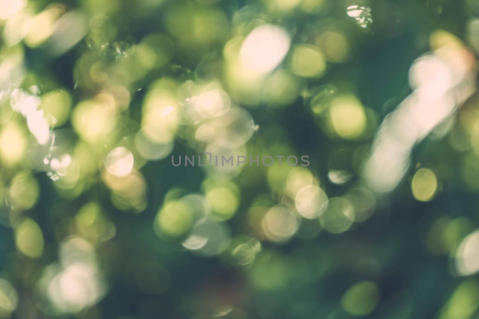 abstract natural blur background, defocused leaves, bokeh by teerawit