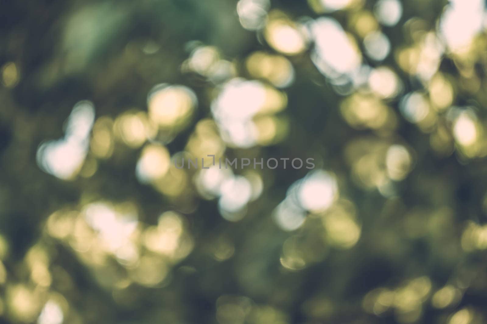 abstract natural blur background, defocused leaves, bokeh, nature background