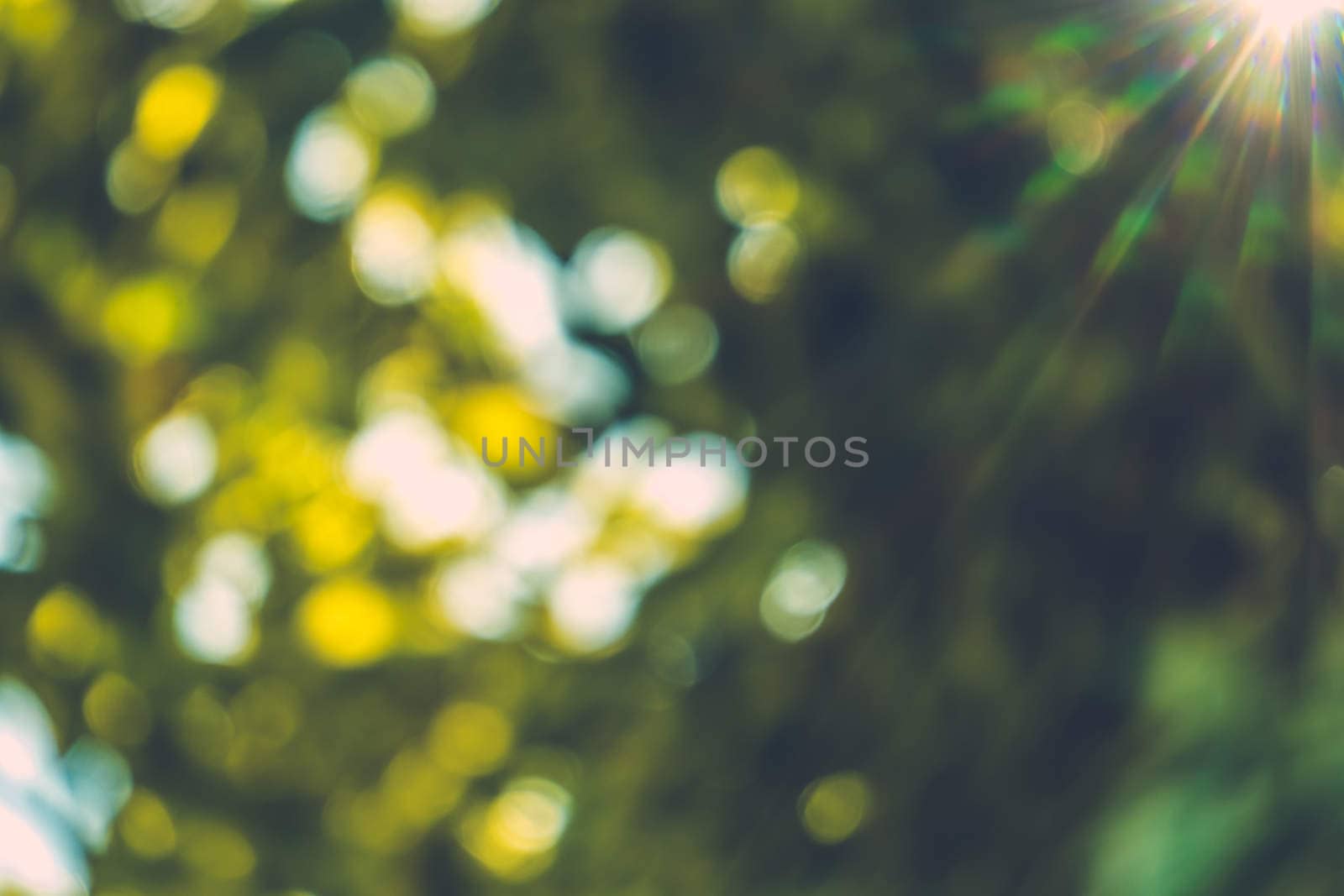 abstract natural blur background, defocused leaves, bokeh by teerawit