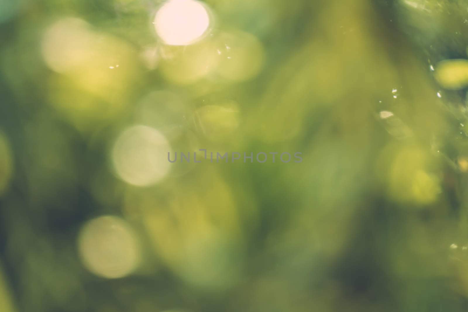 abstract natural blur background, defocused leaves, bokeh by teerawit