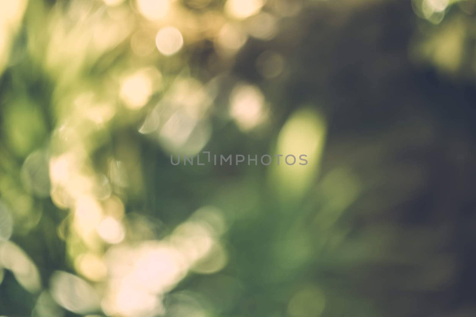 abstract natural blur background, defocused leaves, bokeh by teerawit