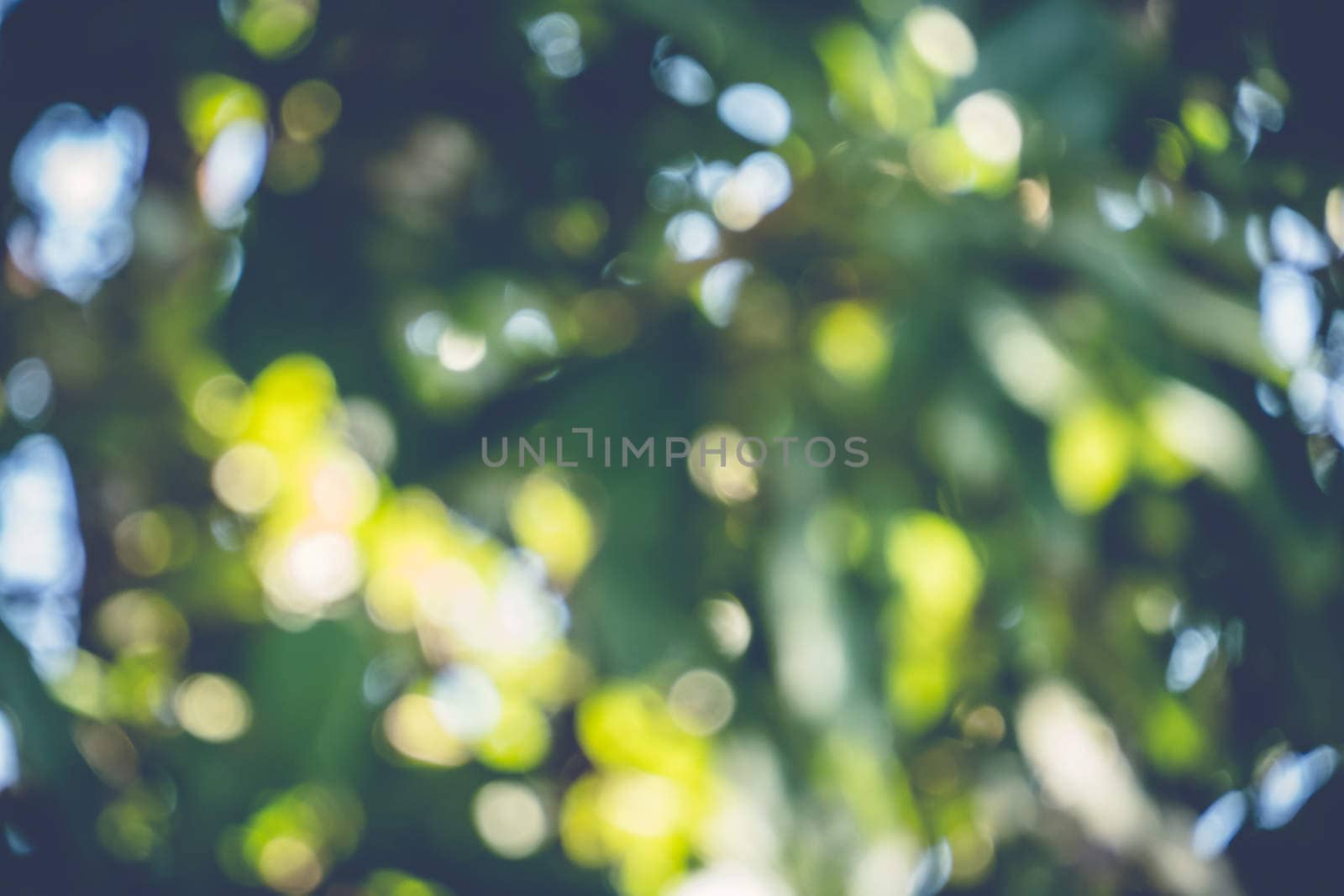 abstract natural blur background, defocused leaves, bokeh by teerawit