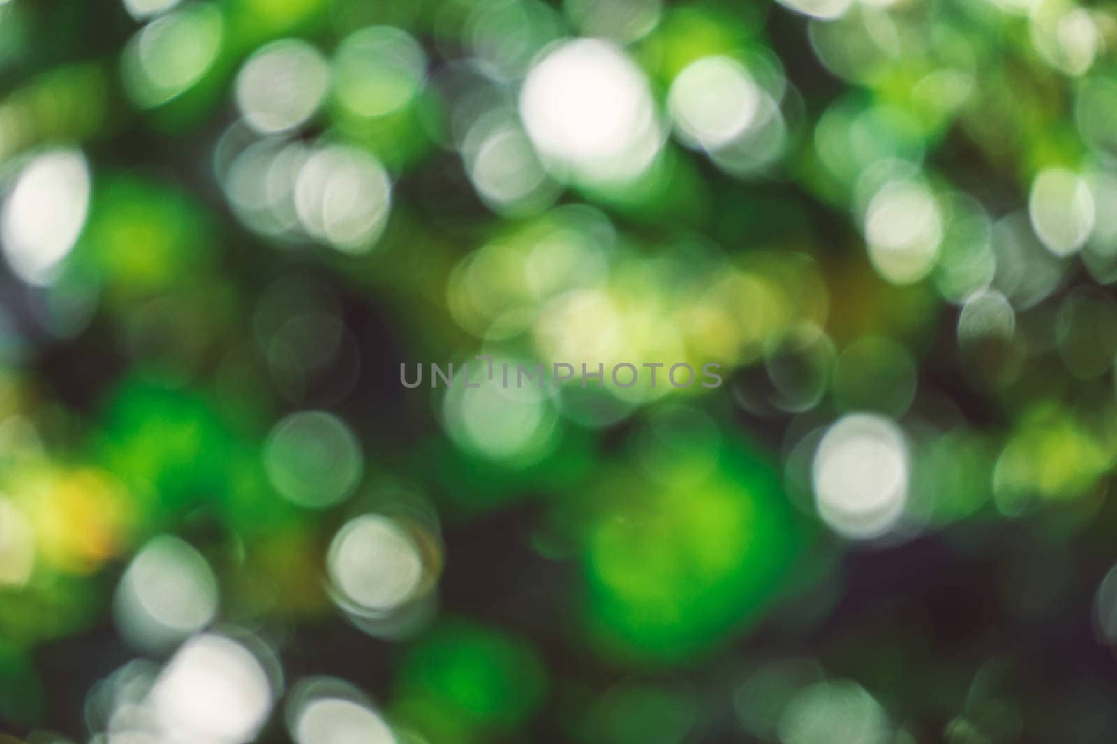 abstract natural blur background, defocused leaves, bokeh by teerawit