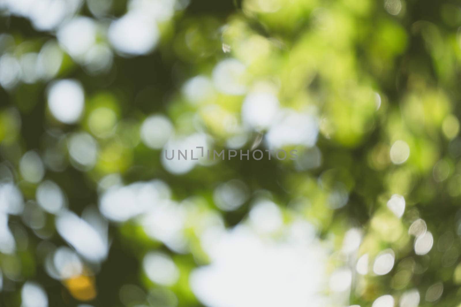 abstract natural blur background, defocused leaves, bokeh by teerawit