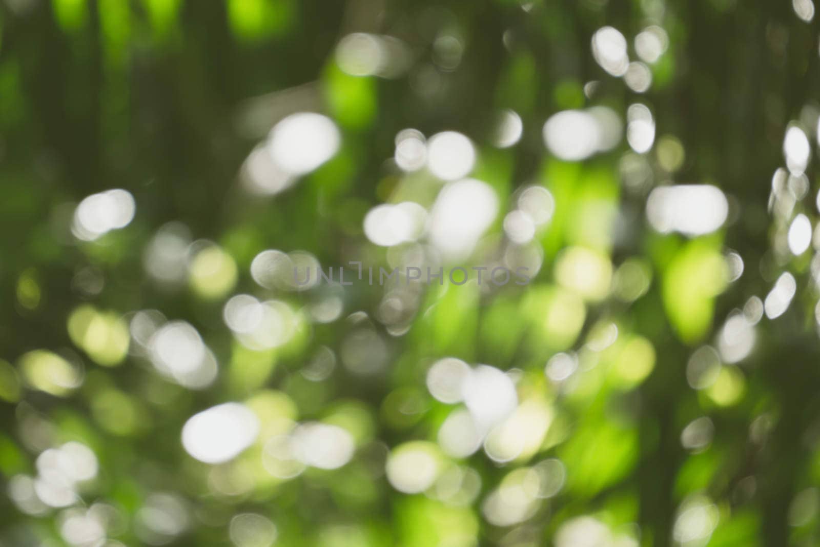 abstract natural blur background, defocused leaves, bokeh, nature background