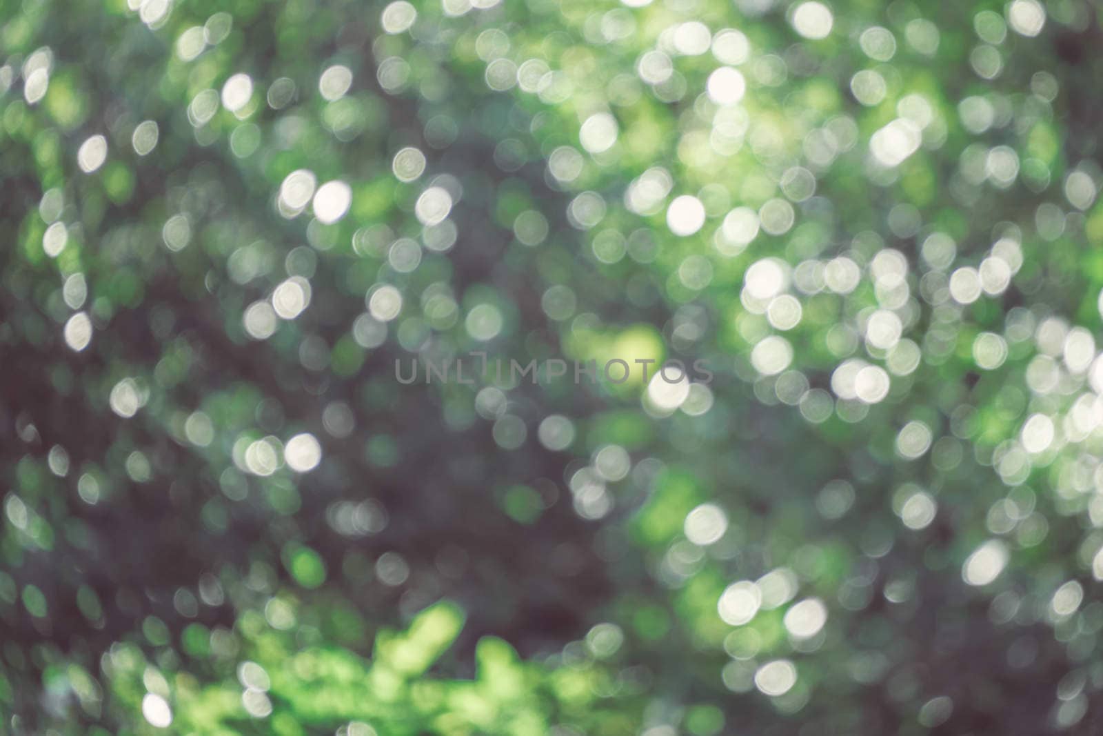 abstract natural blur background, defocused leaves, bokeh by teerawit