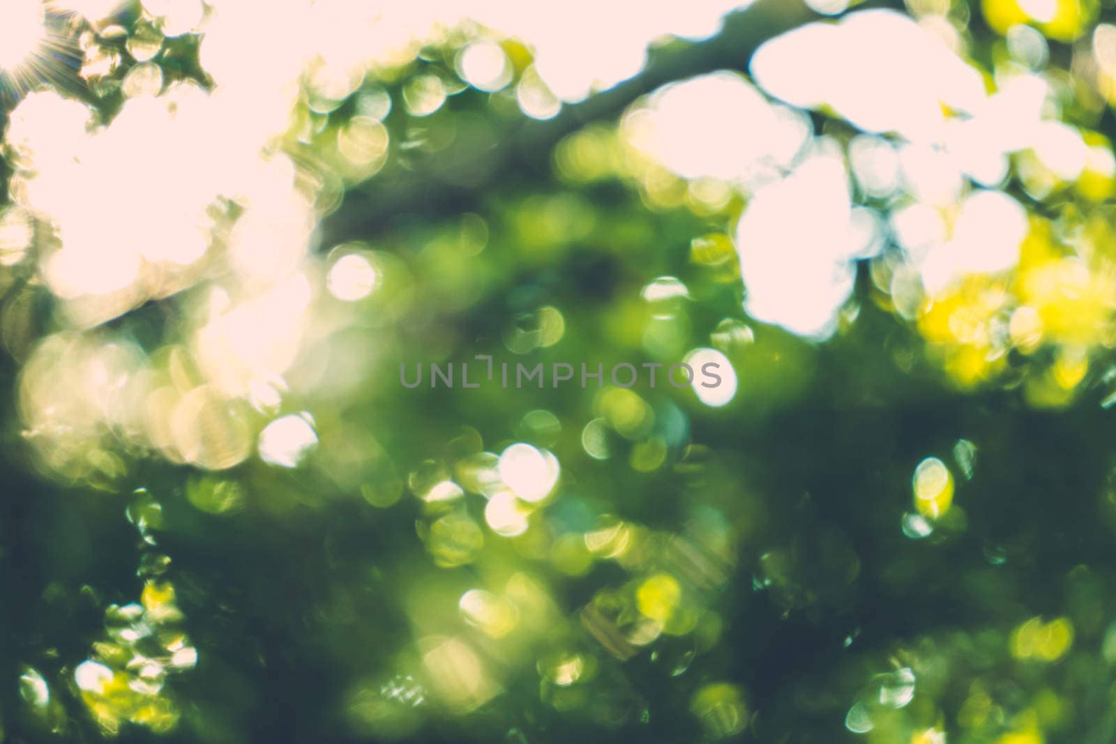 abstract natural blur background, defocused leaves, bokeh by teerawit