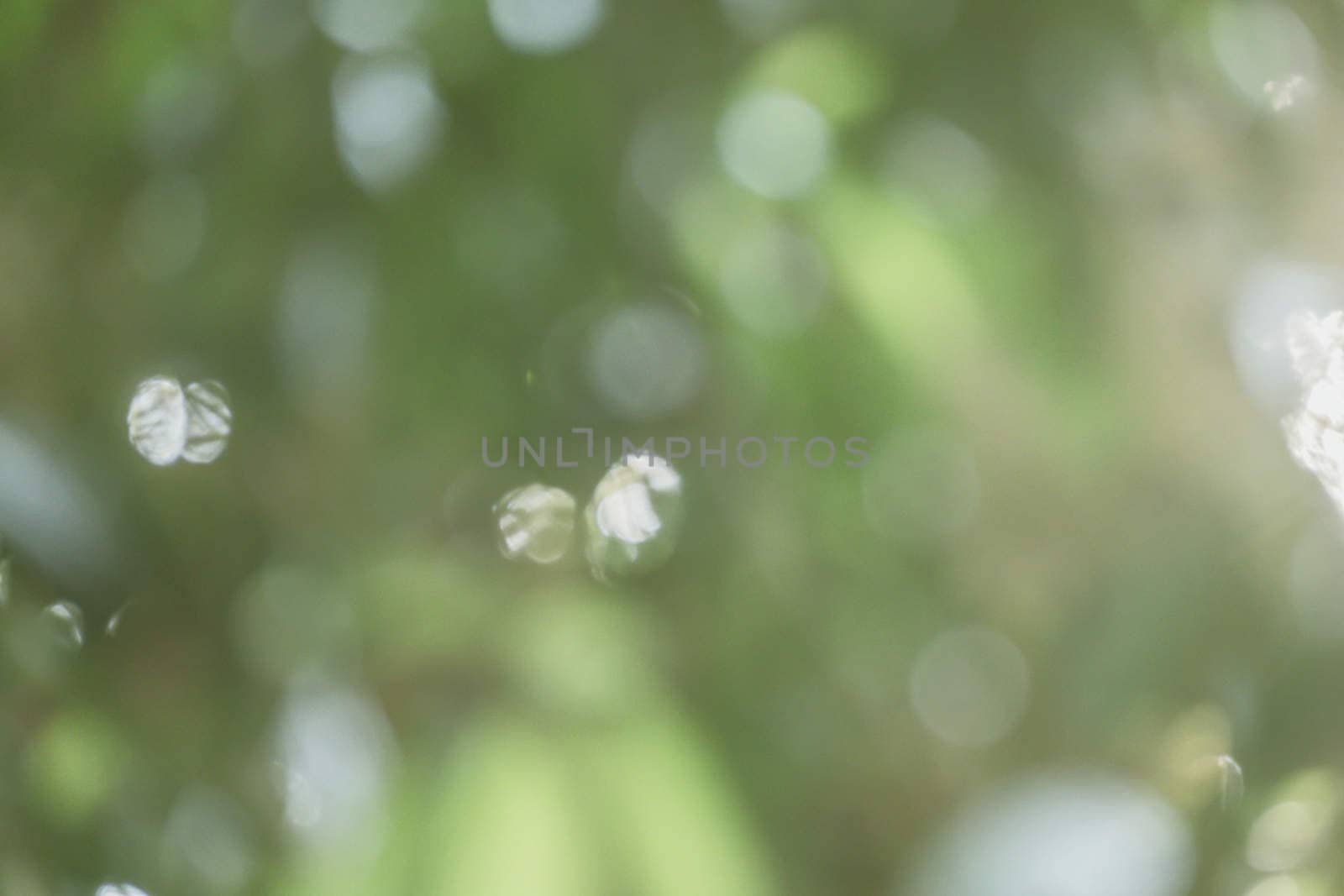 abstract natural blur background, defocused leaves, bokeh by teerawit