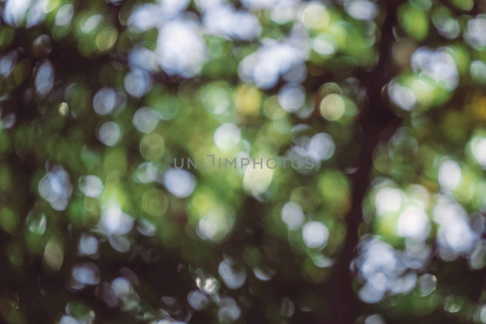 abstract natural blur background, defocused leaves, bokeh by teerawit