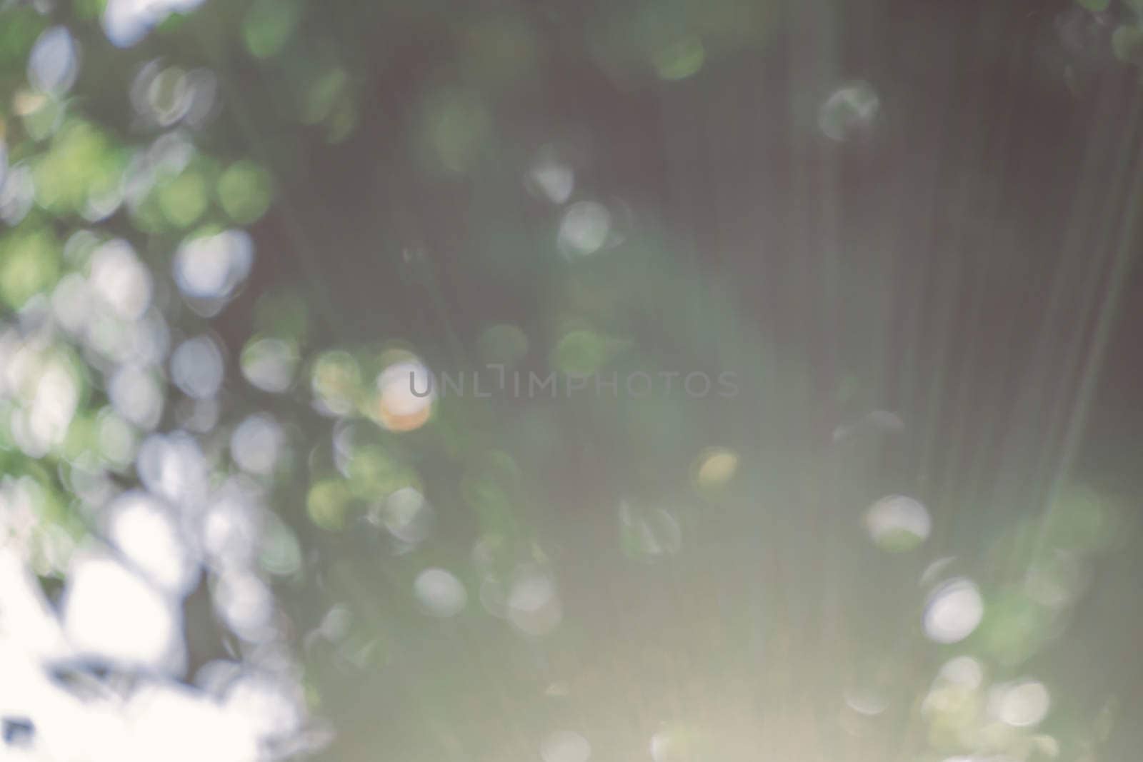 abstract natural blur background, defocused leaves, bokeh by teerawit