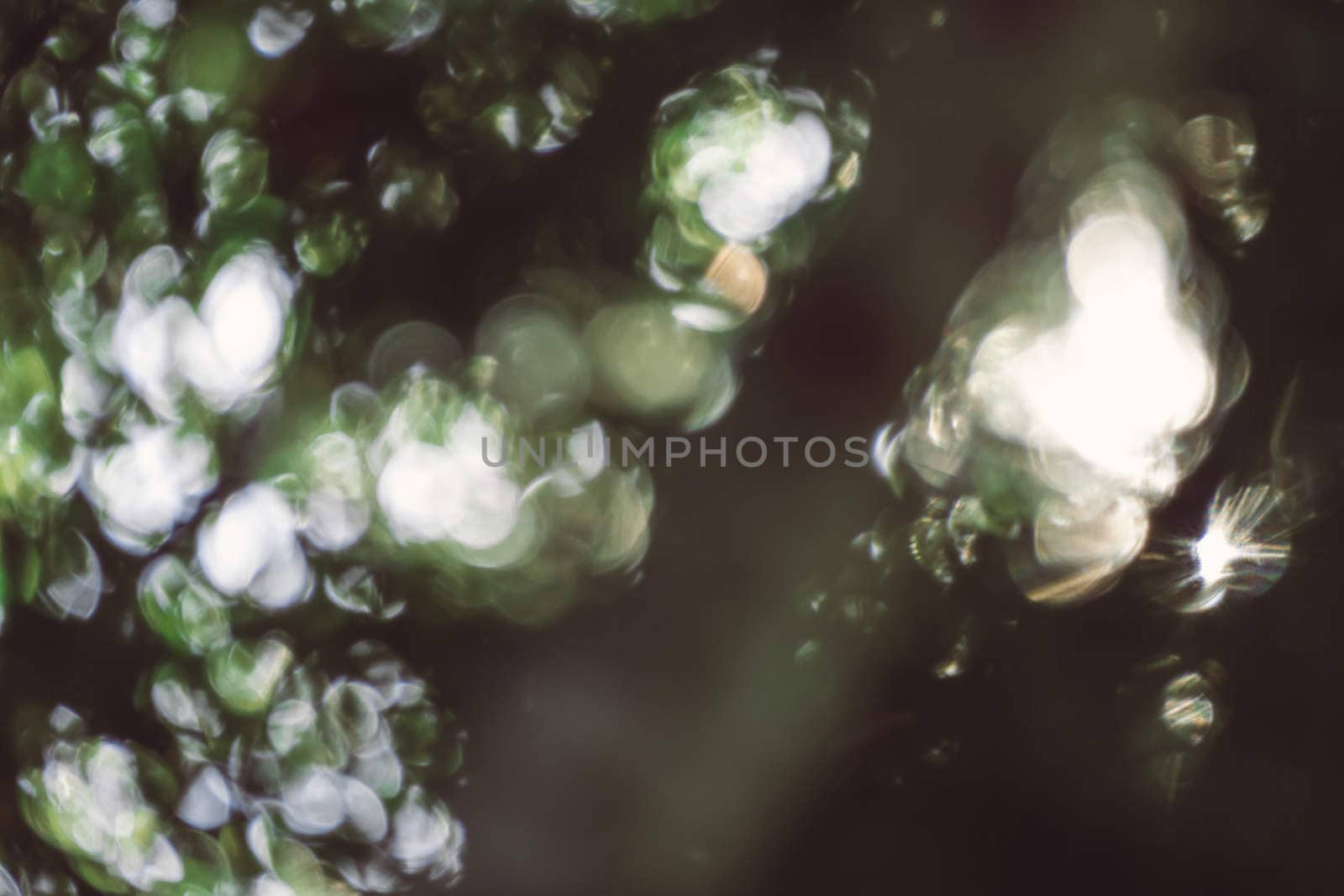 abstract natural blur background, defocused leaves, bokeh by teerawit