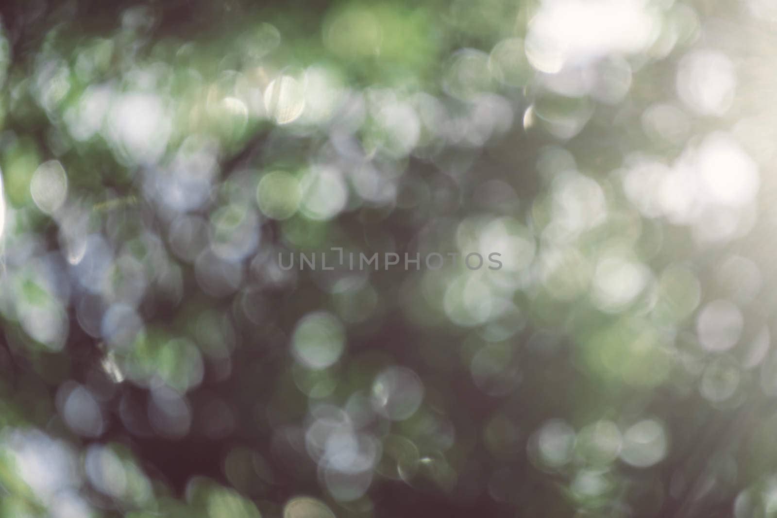 abstract natural blur background, defocused leaves, bokeh, nature background