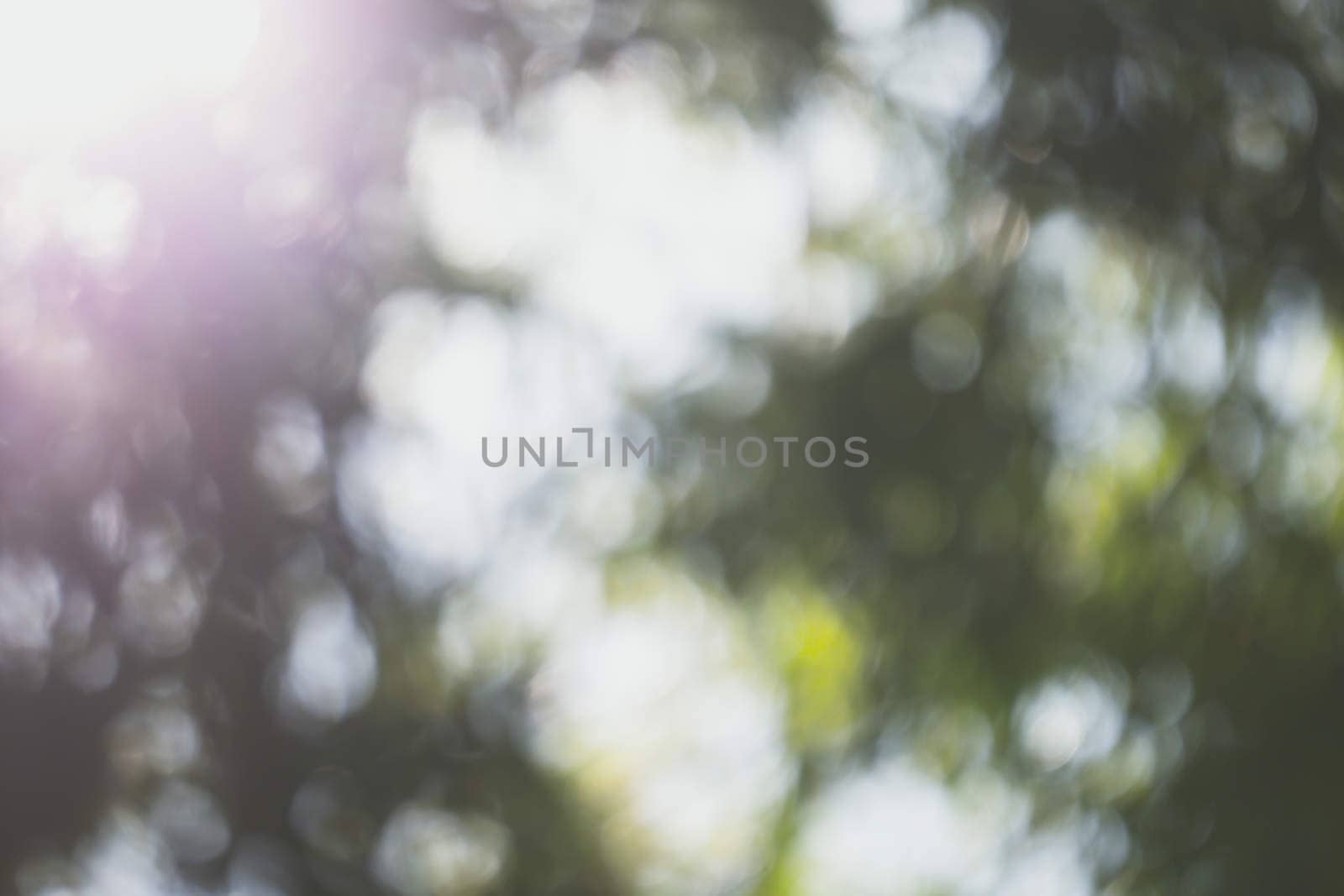 abstract natural blur background, defocused leaves, bokeh by teerawit