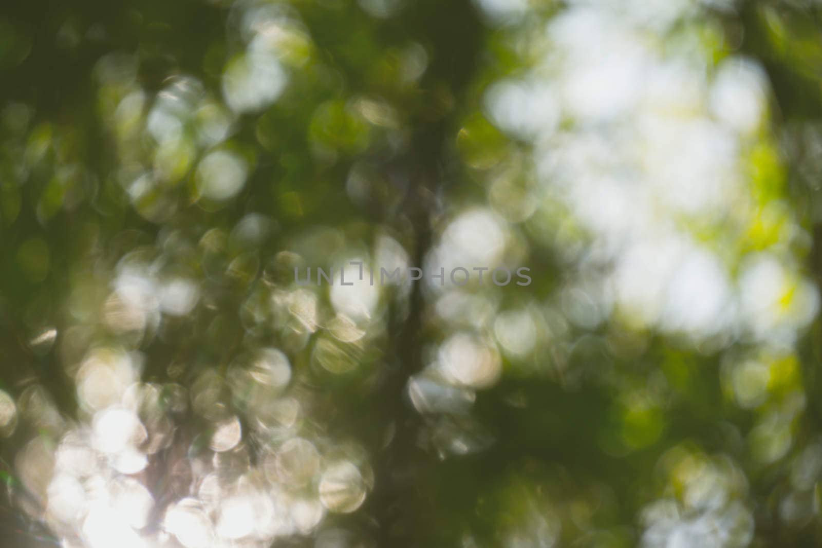 abstract natural blur background, defocused leaves, bokeh by teerawit