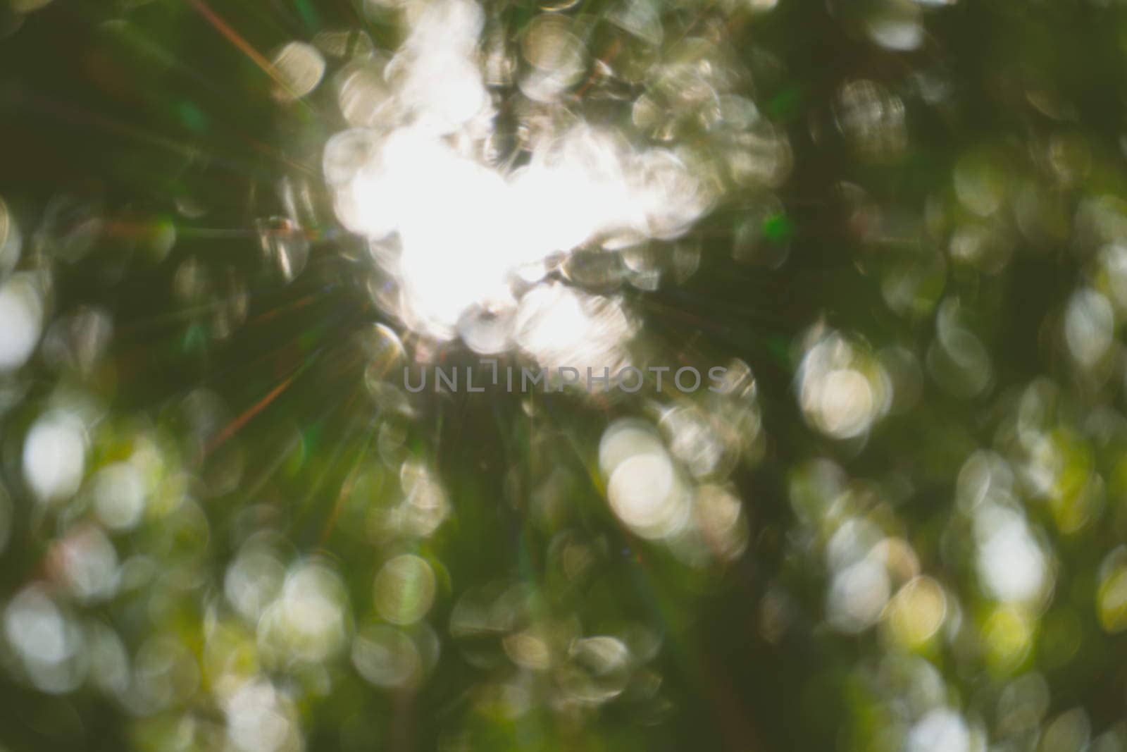 abstract natural blur background, defocused leaves, bokeh, nature background