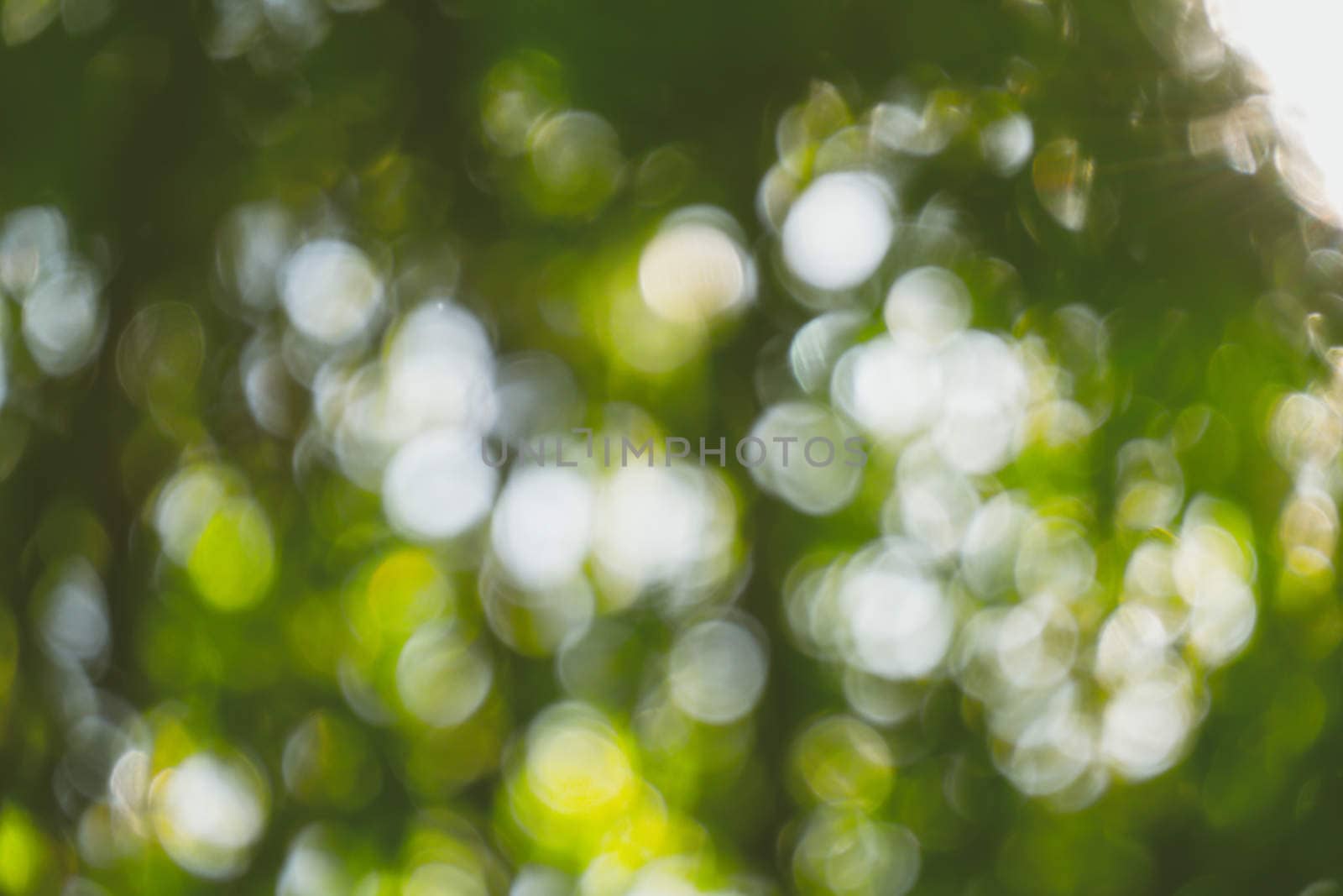 abstract natural blur background, defocused leaves, bokeh by teerawit