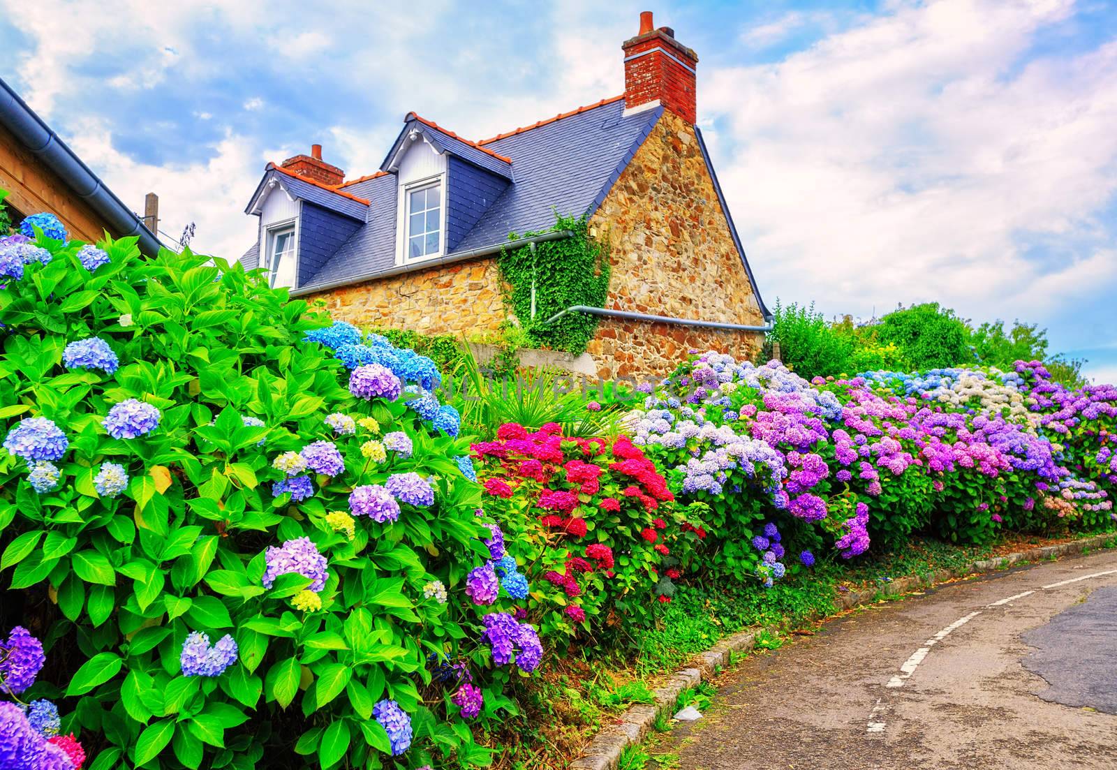 Colorful Hydrangeas flowers in a small village, Brittany, France