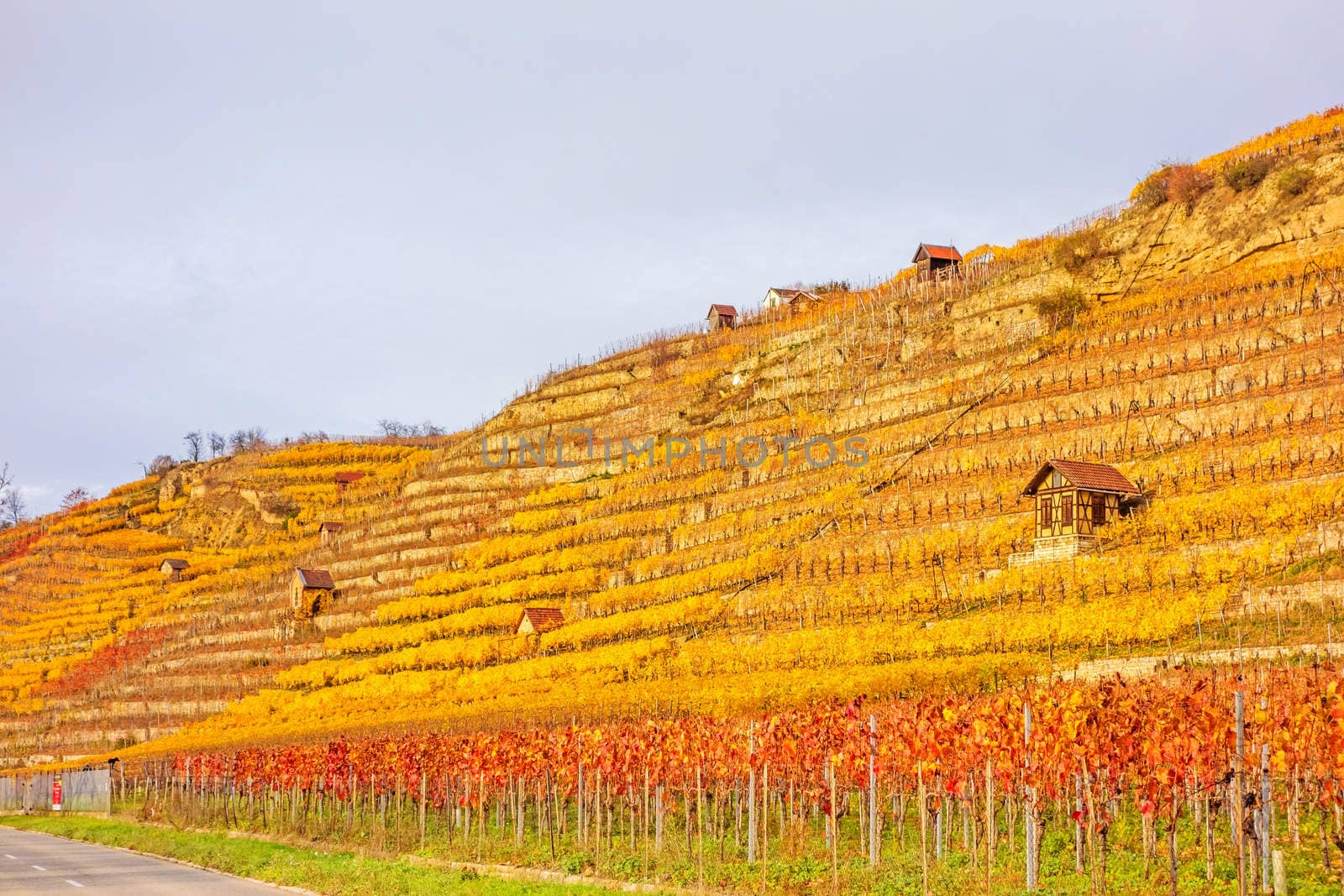 Vineyard in autumn - wine-growing cabins of vintners between grapevines at hillside with golden brown yellow leaves