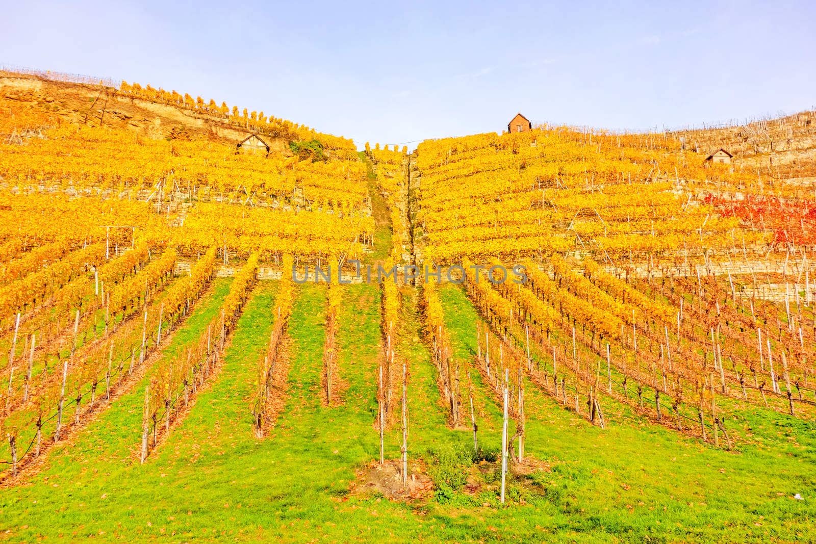 Vineyard in autumn - wine-growing cabins of vintners between grapevines at hillside with golden brown yellow leaves
