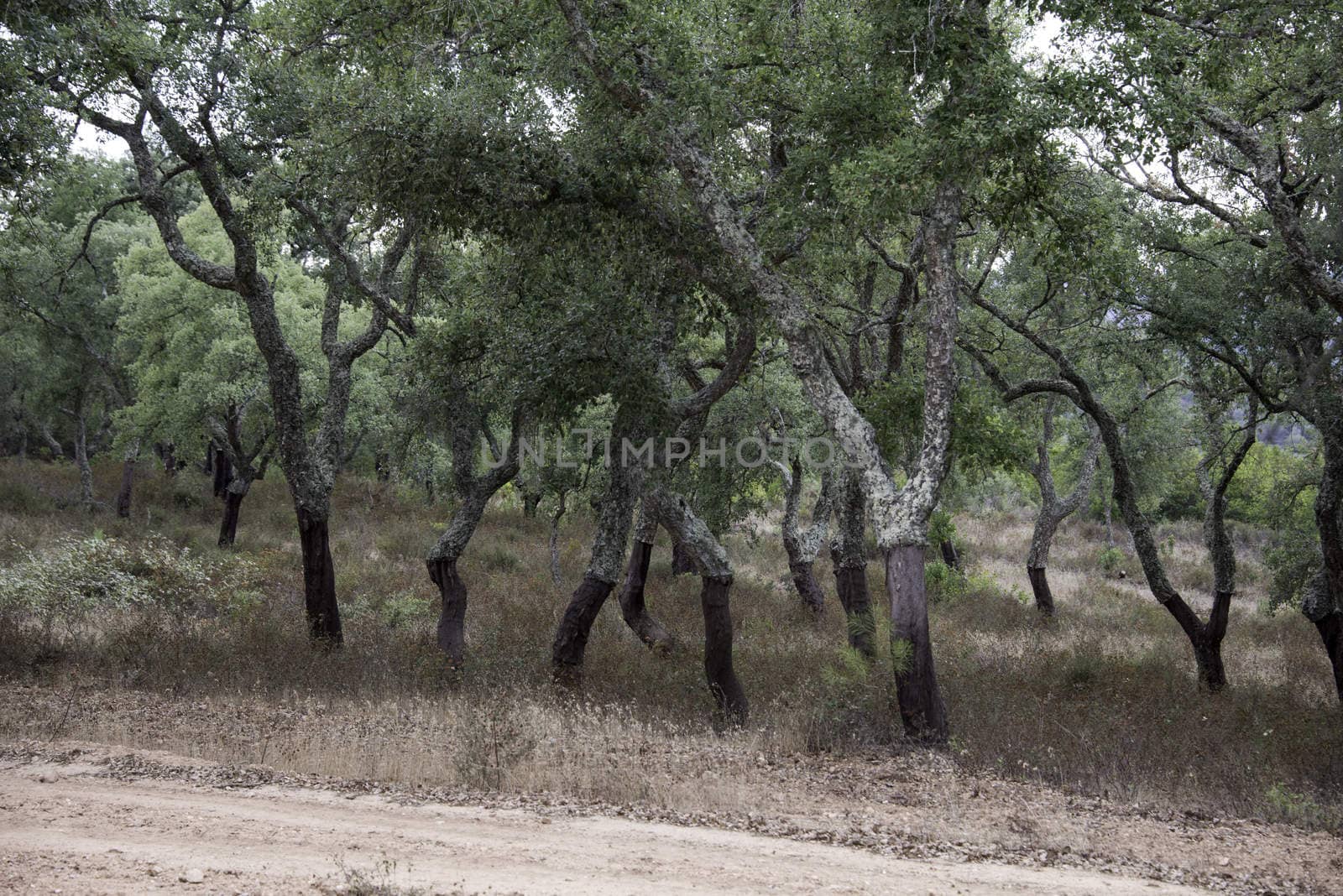 forest of cork trees in alentejo portugal