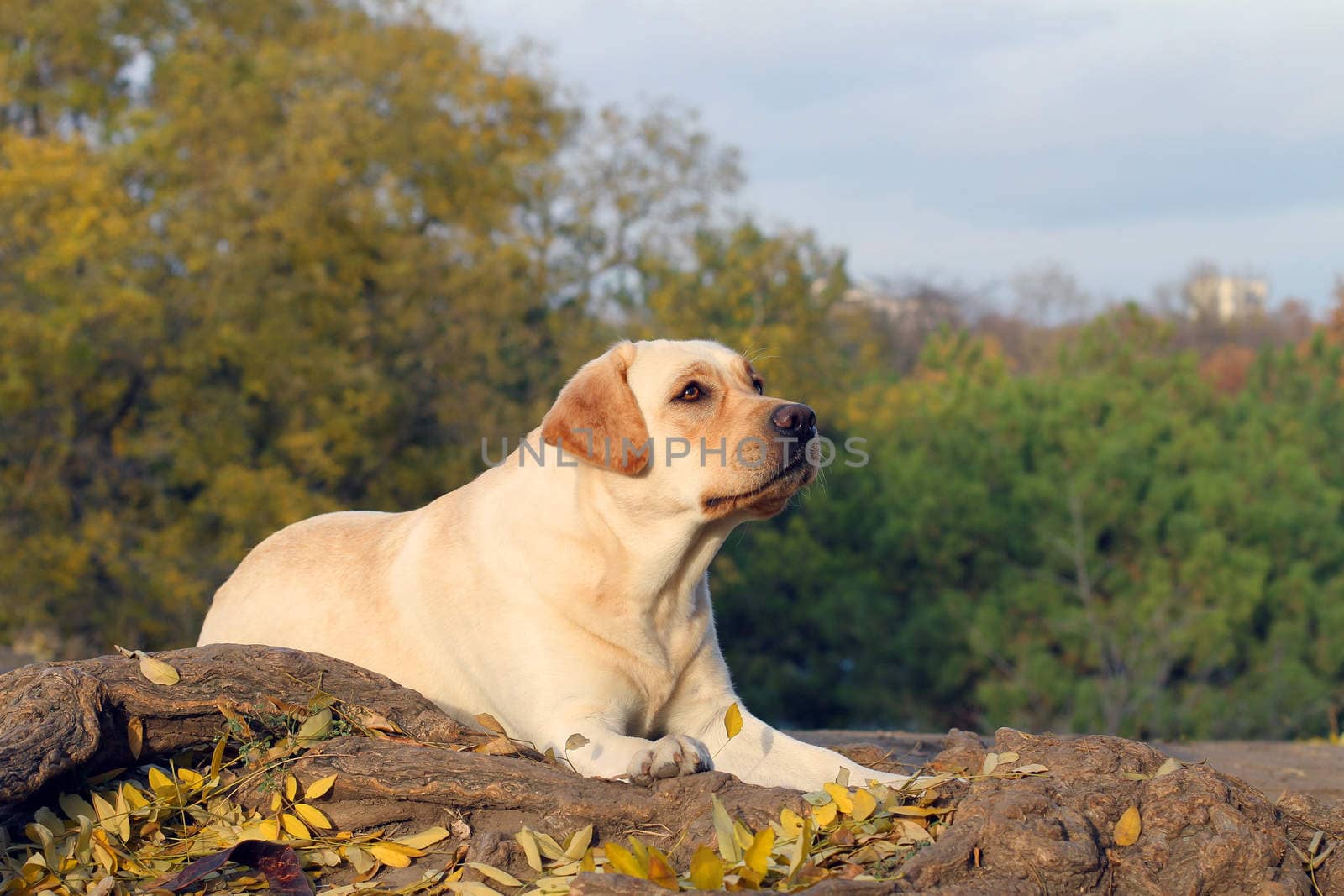 the cute nice yellow labrador in the park in autumn